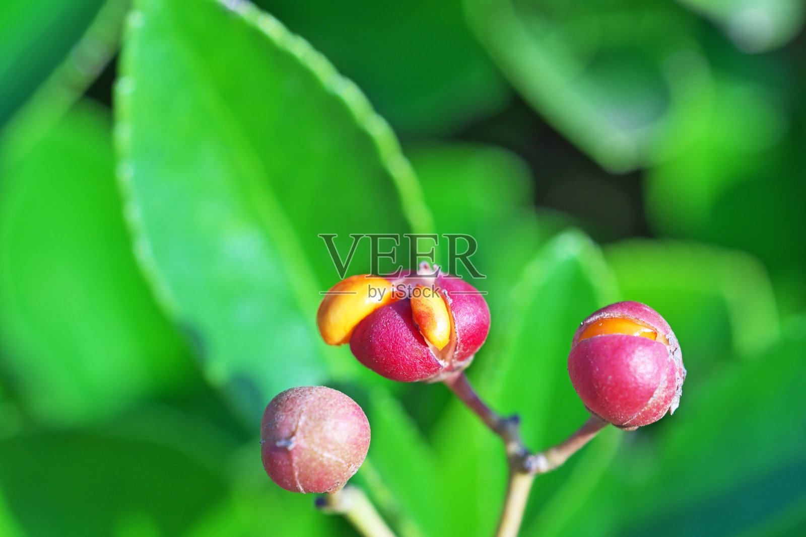 大叶黄杨照片摄影图片