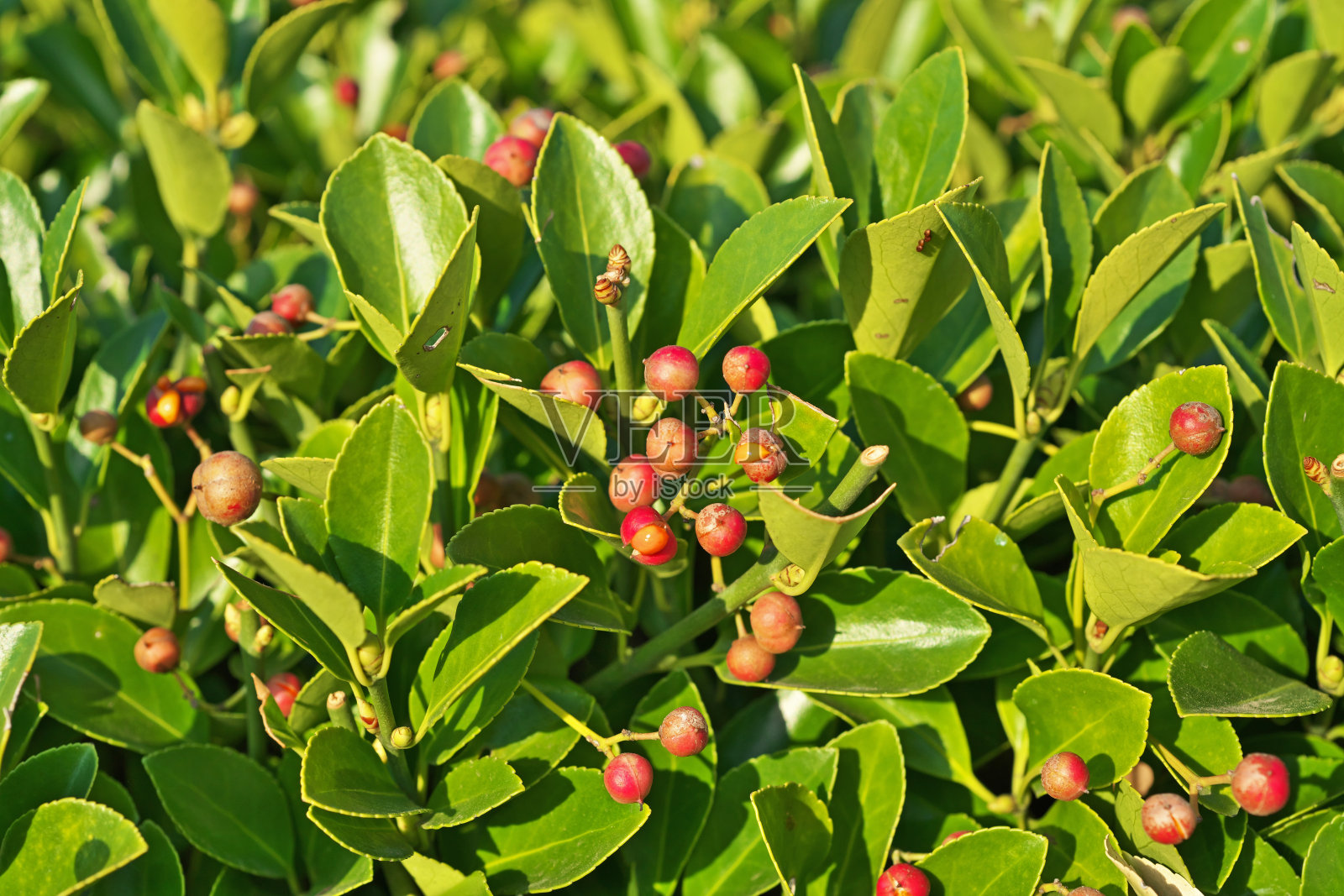 卫矛粳稻照片摄影图片