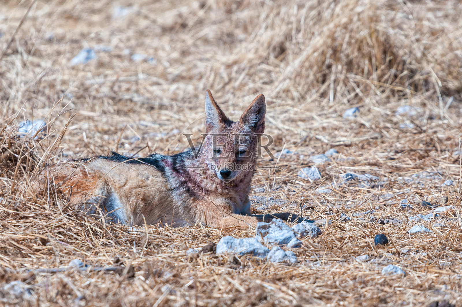 躺在草地上的黑背胡狼照片摄影图片