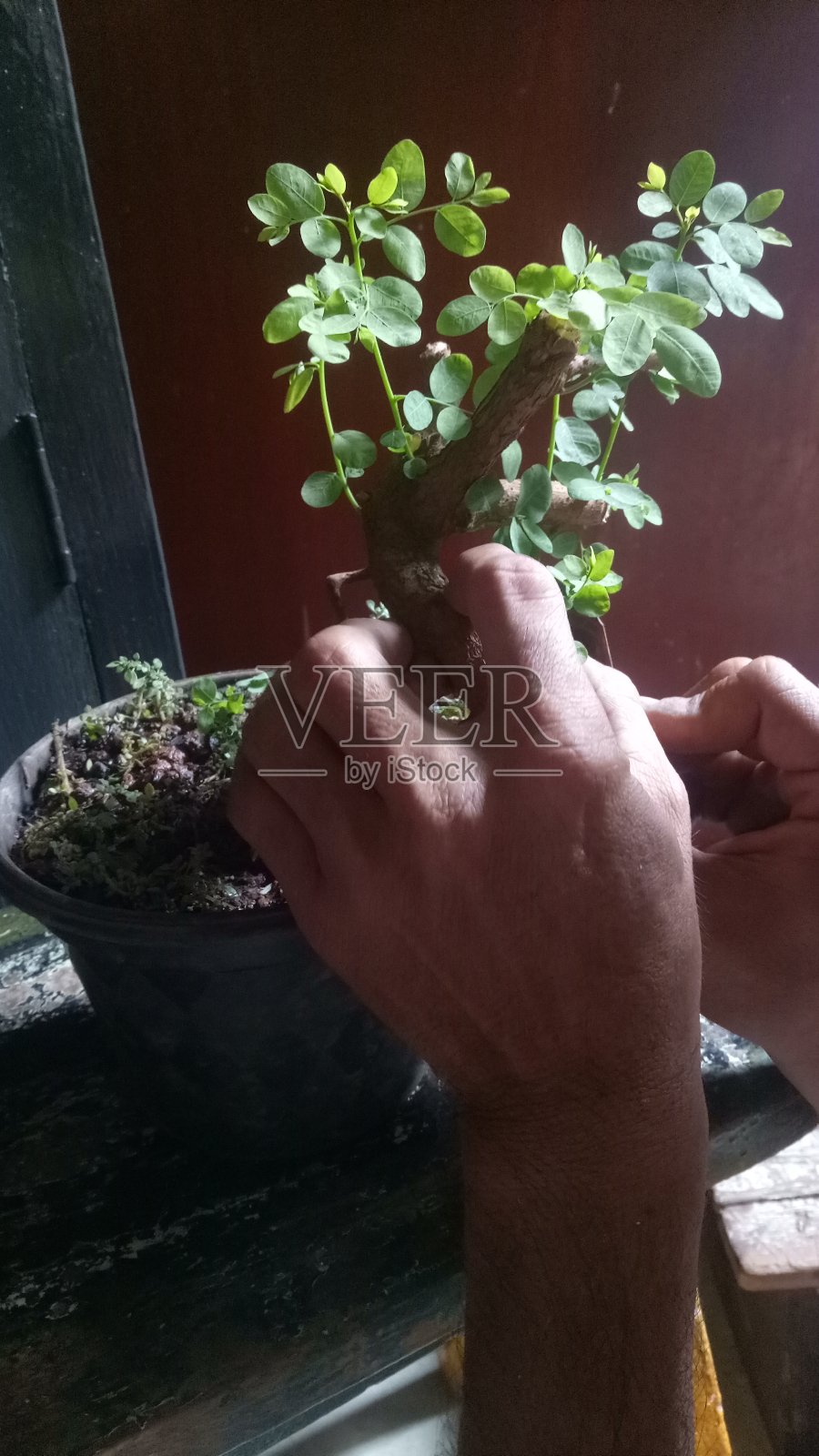 周一(11/30/2020)，一名瓦红三仓盆景工匠在坦格朗的Poris Jaya打造自己的花园。瓦红三仓盆景通常用于装饰花园，现在出售的价格从50万卢比到50万卢比不等。每棵树100万Rp1照片摄影图片