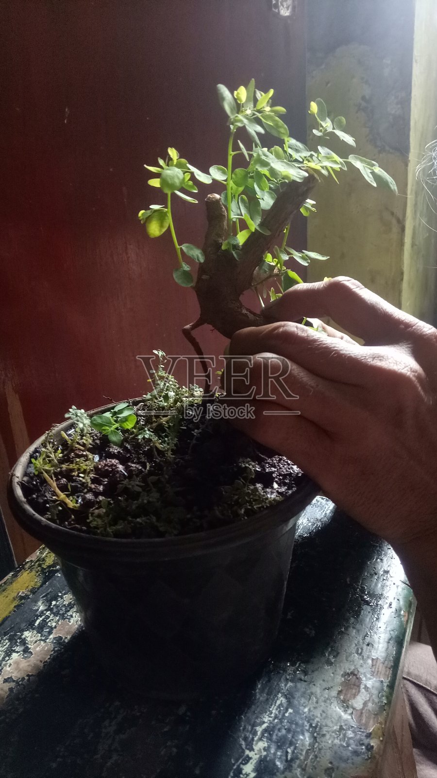 周一(11/30/2020)，一名瓦红三仓盆景工匠在坦格朗的Poris Jaya打造自己的花园。瓦红三仓盆景通常用于装饰花园，现在出售的价格从50万卢比到50万卢比不等。每棵树100万Rp1照片摄影图片