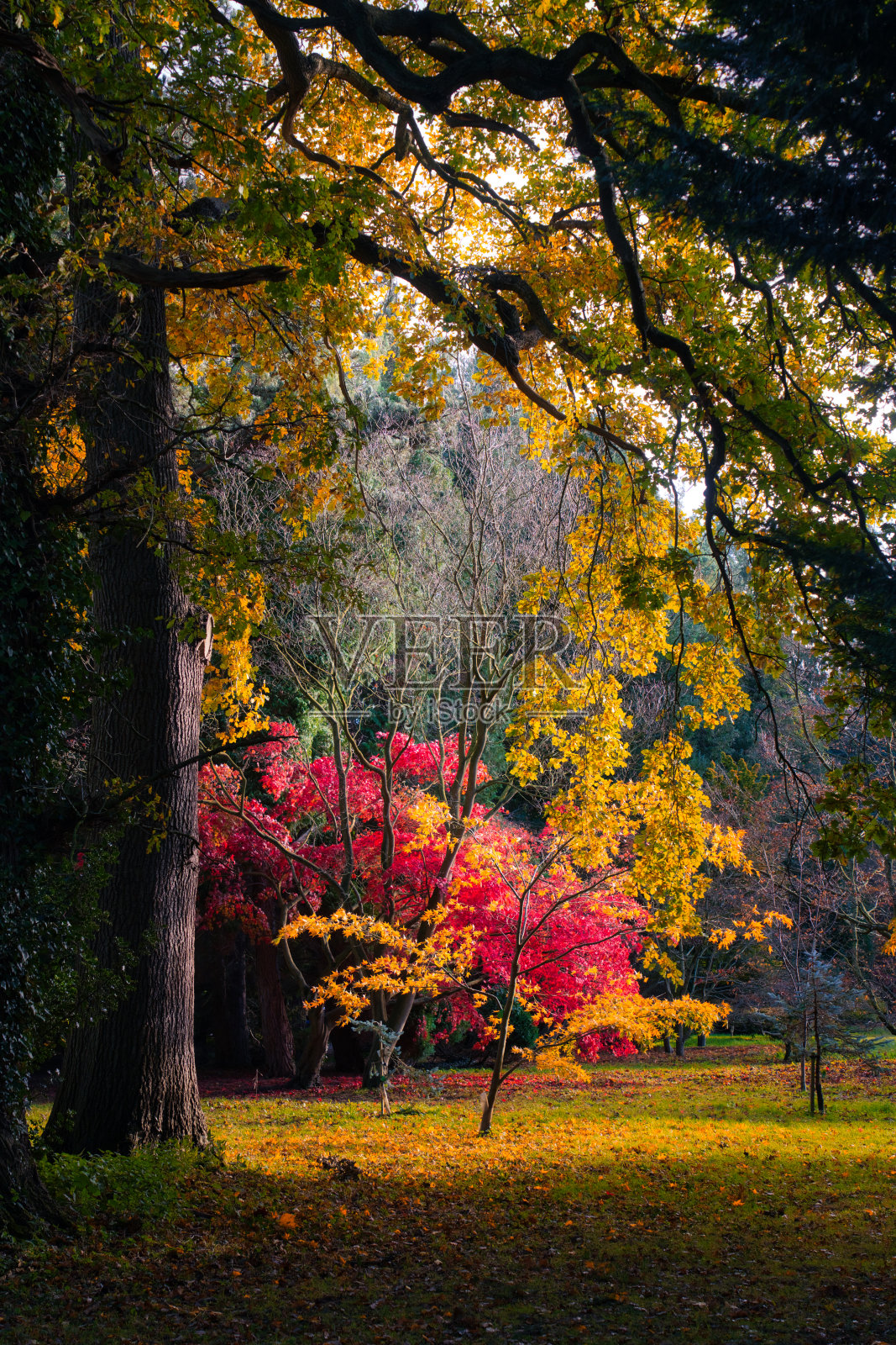 英国，北约克郡，约克郡谷，Thorpe Perrow，文斯利代尔，约克郡，林地上五颜六色的秋叶照片摄影图片