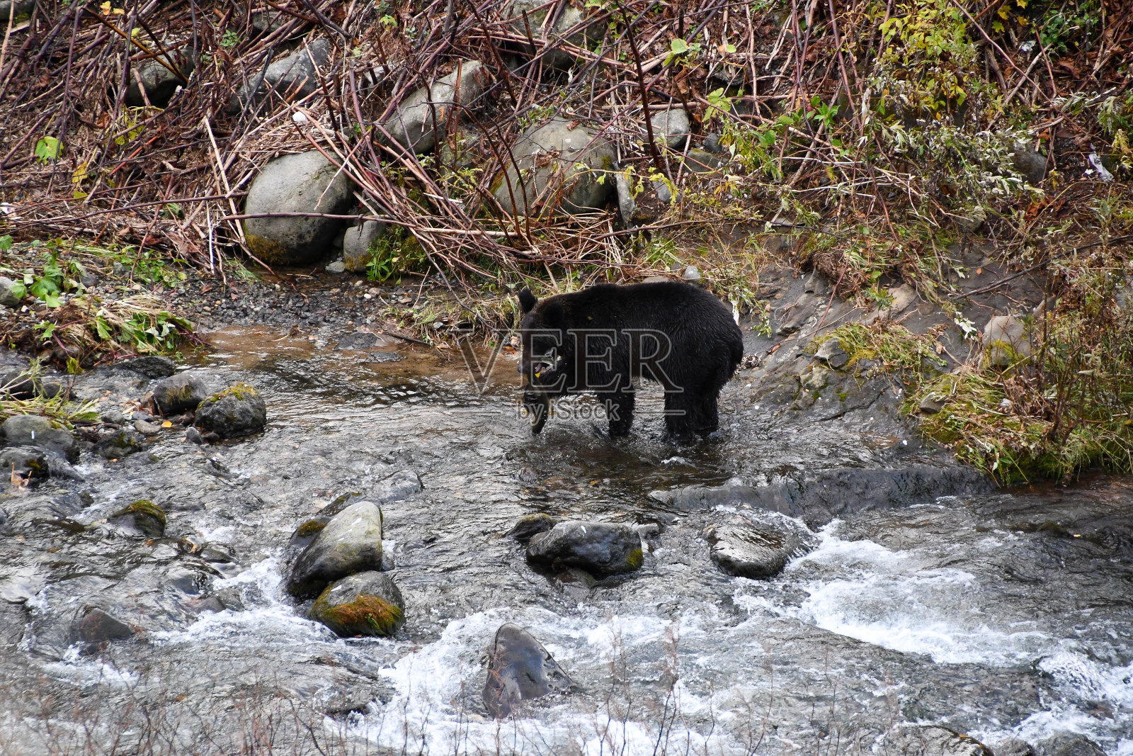 日本北海道知子市沙里市知子市的岩别市，秋天，棕熊云中知子山的秋叶照片摄影图片
