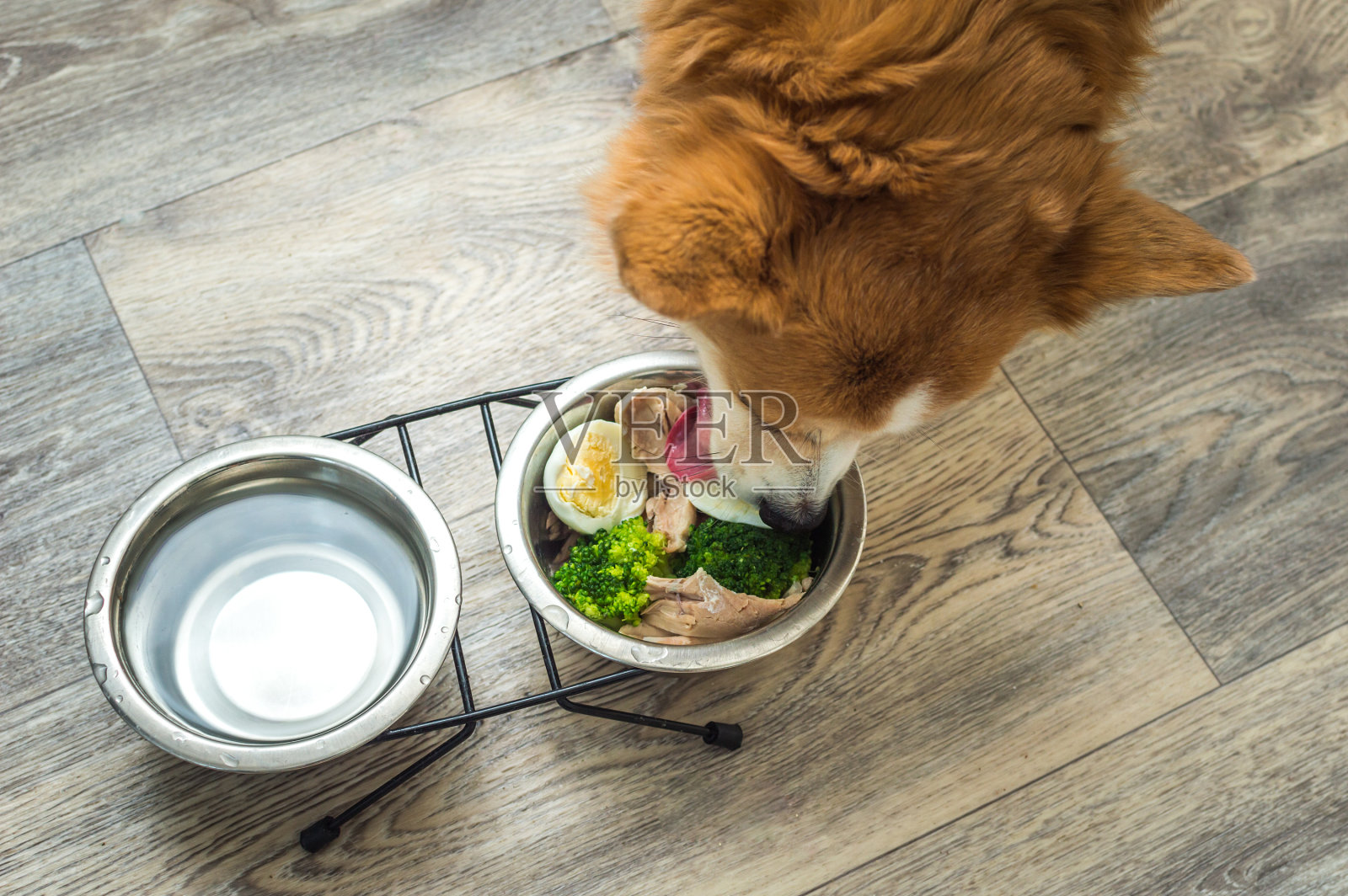 狗在厨房地板上吃着碗里的新鲜天然食物。狗的饮食和营养照片摄影图片