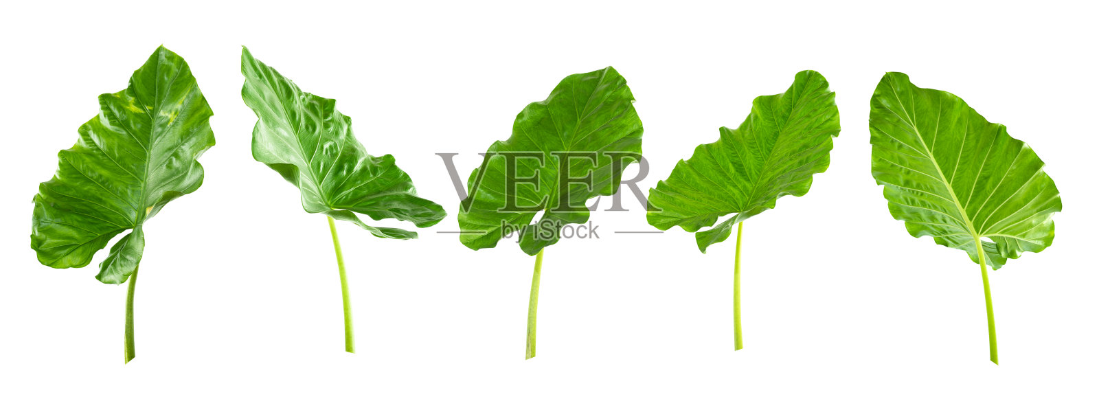 抽象绿叶纹理，自然背景，热带叶照片摄影图片