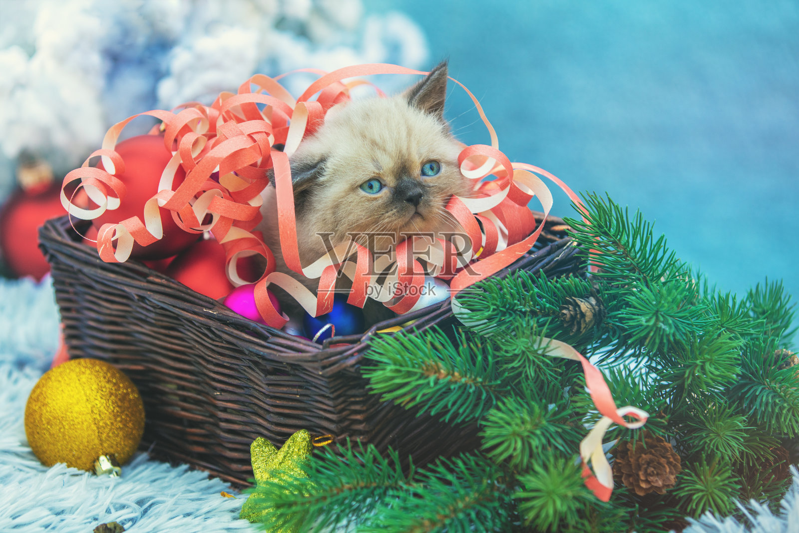 一只小白猫，裹在一条蛇里，坐在一个有圣诞装饰品的篮子里照片摄影图片