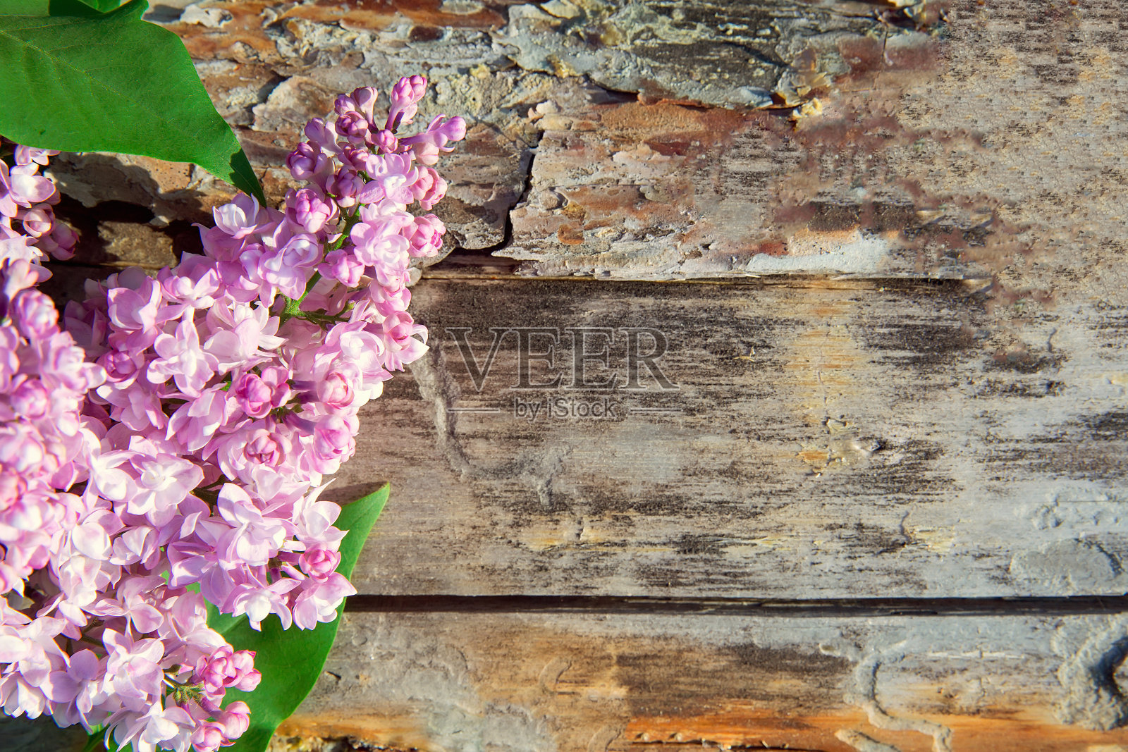 自然的纹理照片摄影图片