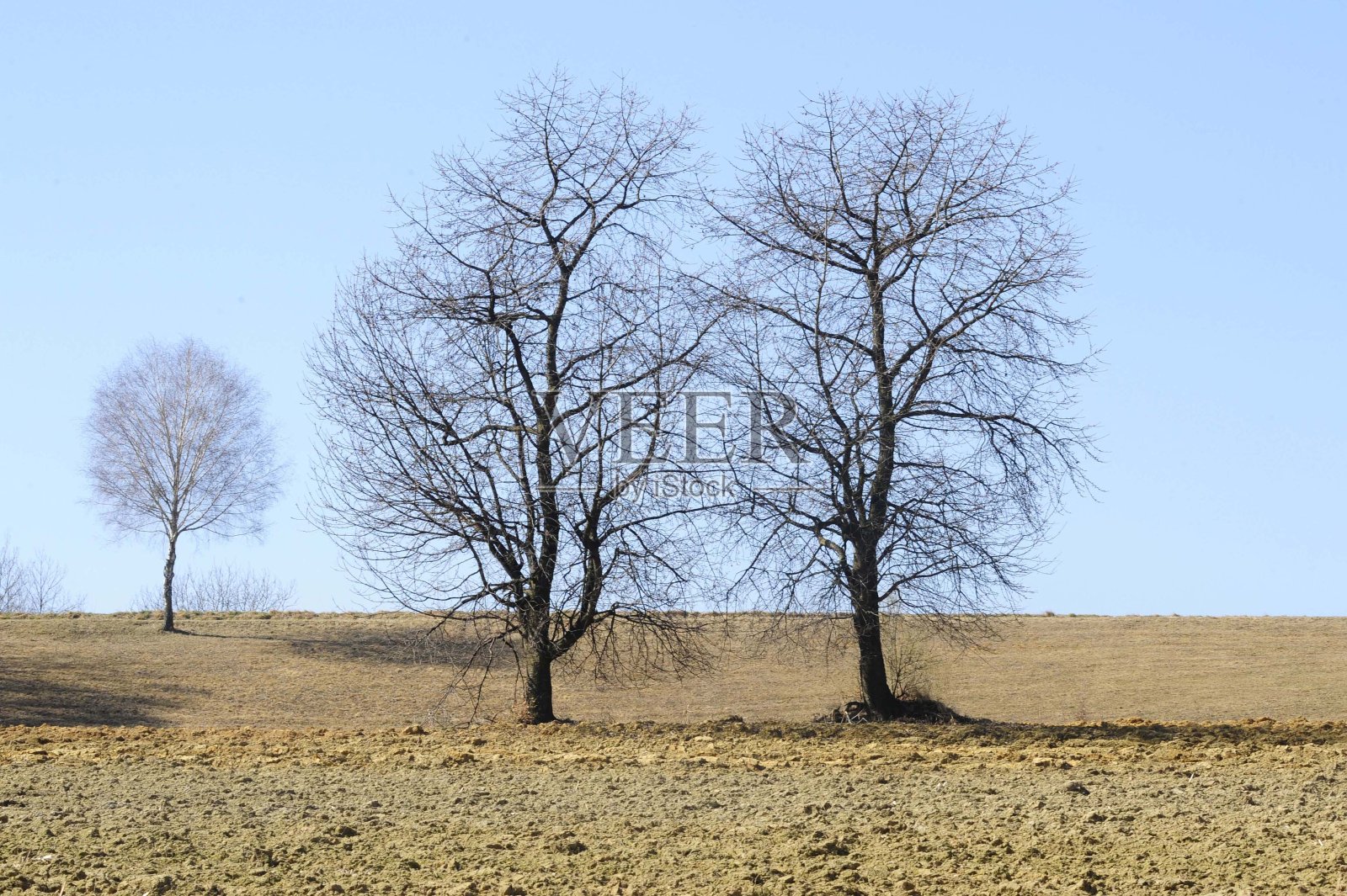 春天农田里的树木照片摄影图片