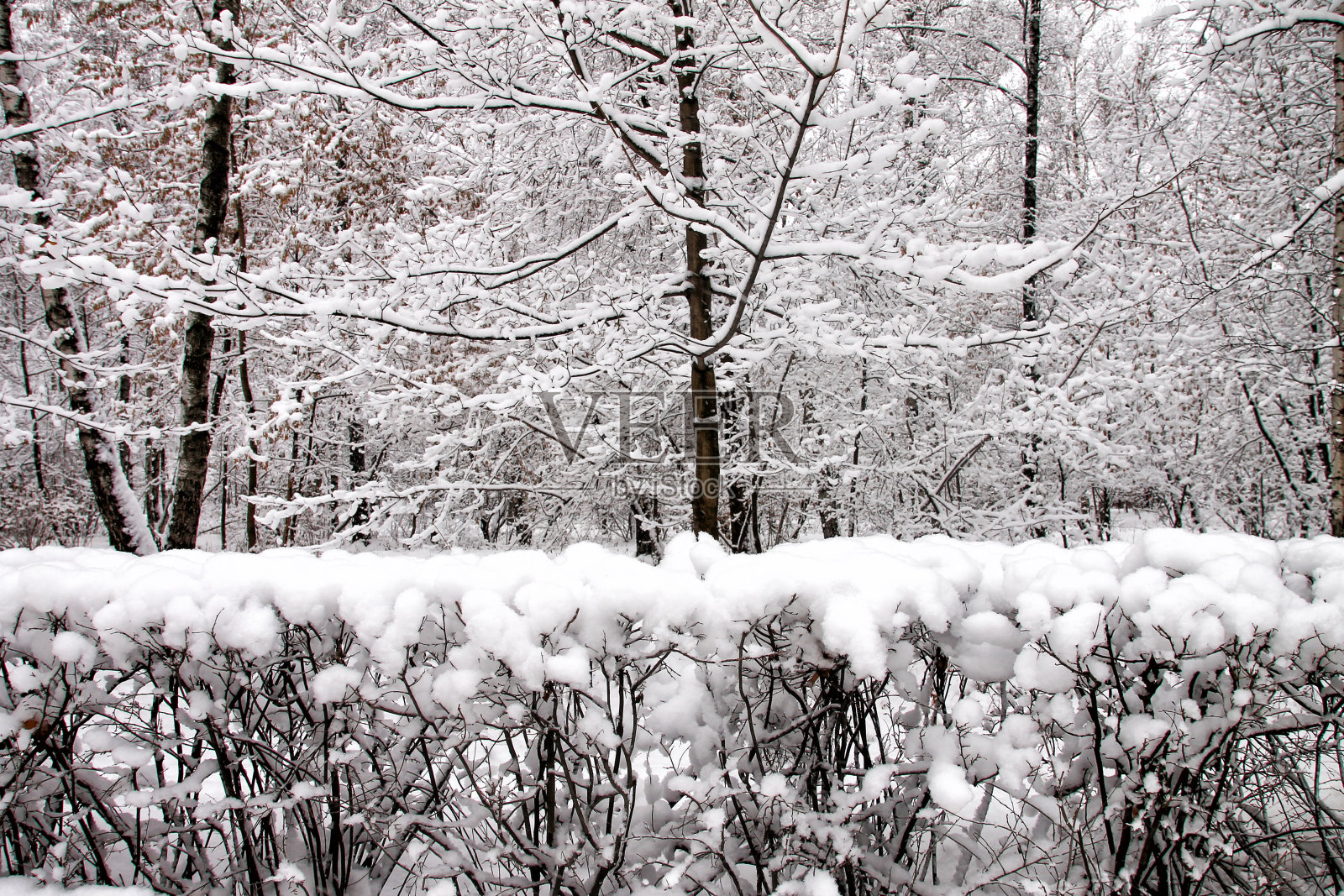 白雪覆盖的公园,森林。照片摄影图片