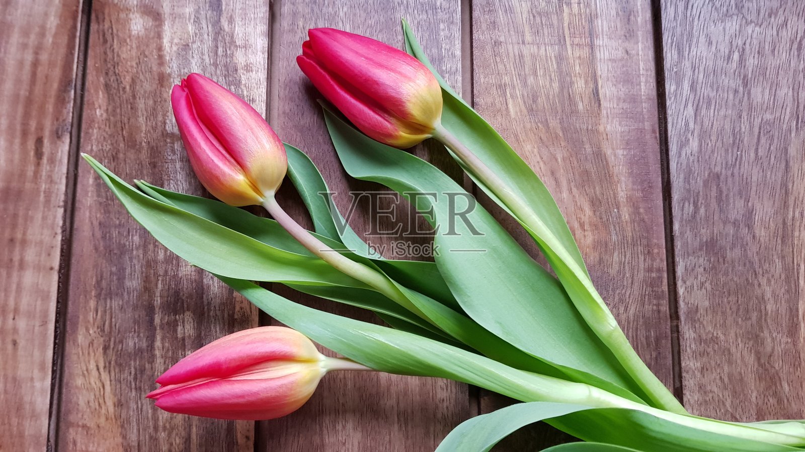 荷兰的红色郁金香照片摄影图片