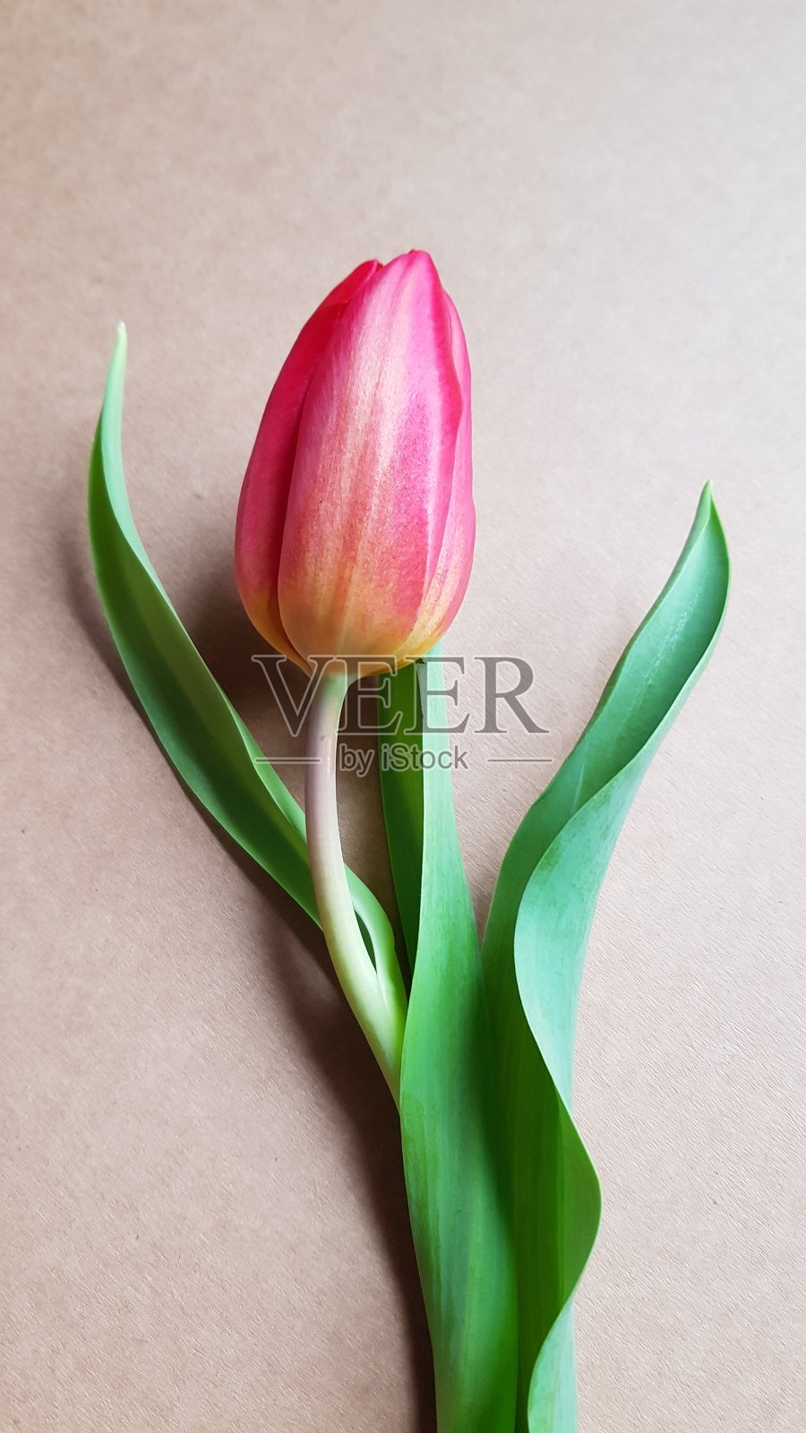 荷兰的红色郁金香照片摄影图片