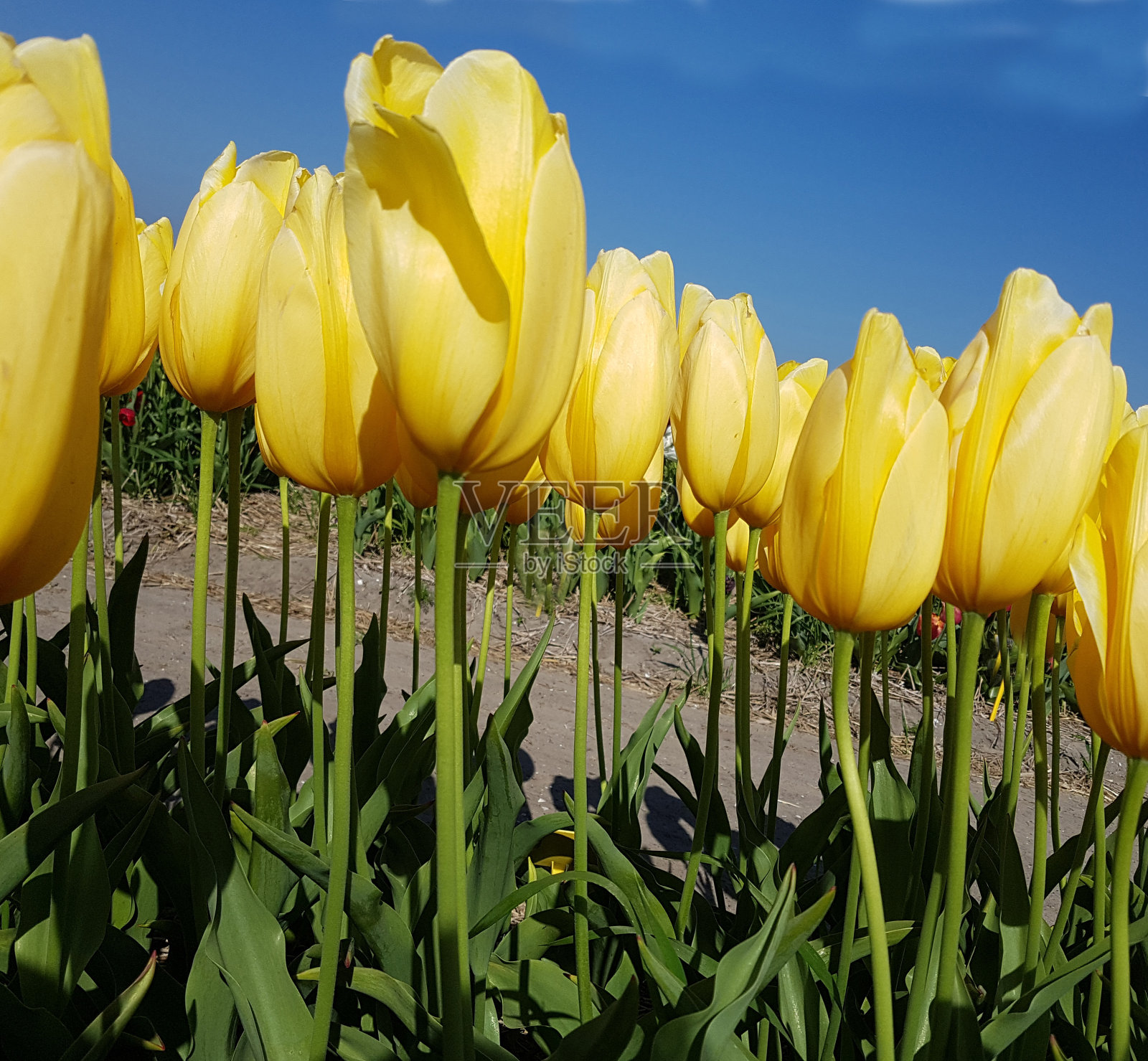 郁金香属大微笑,照片摄影图片