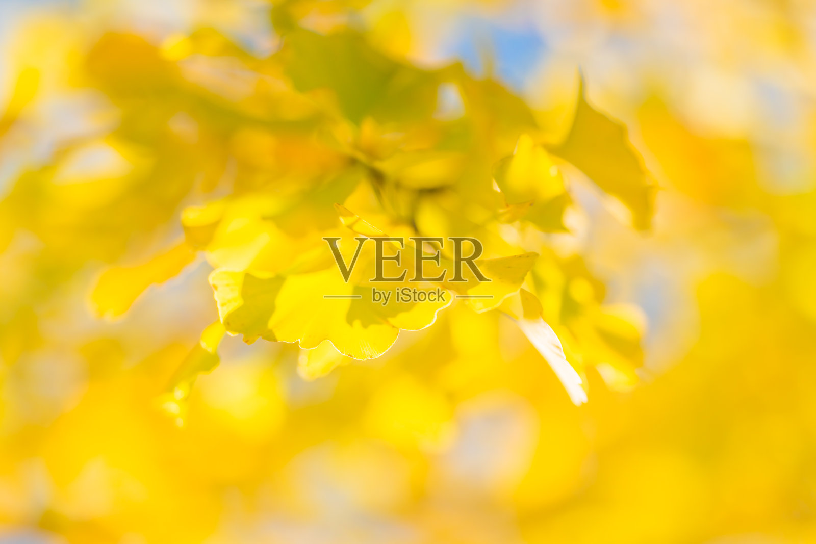 公园里的秋黄银杏树照片摄影图片