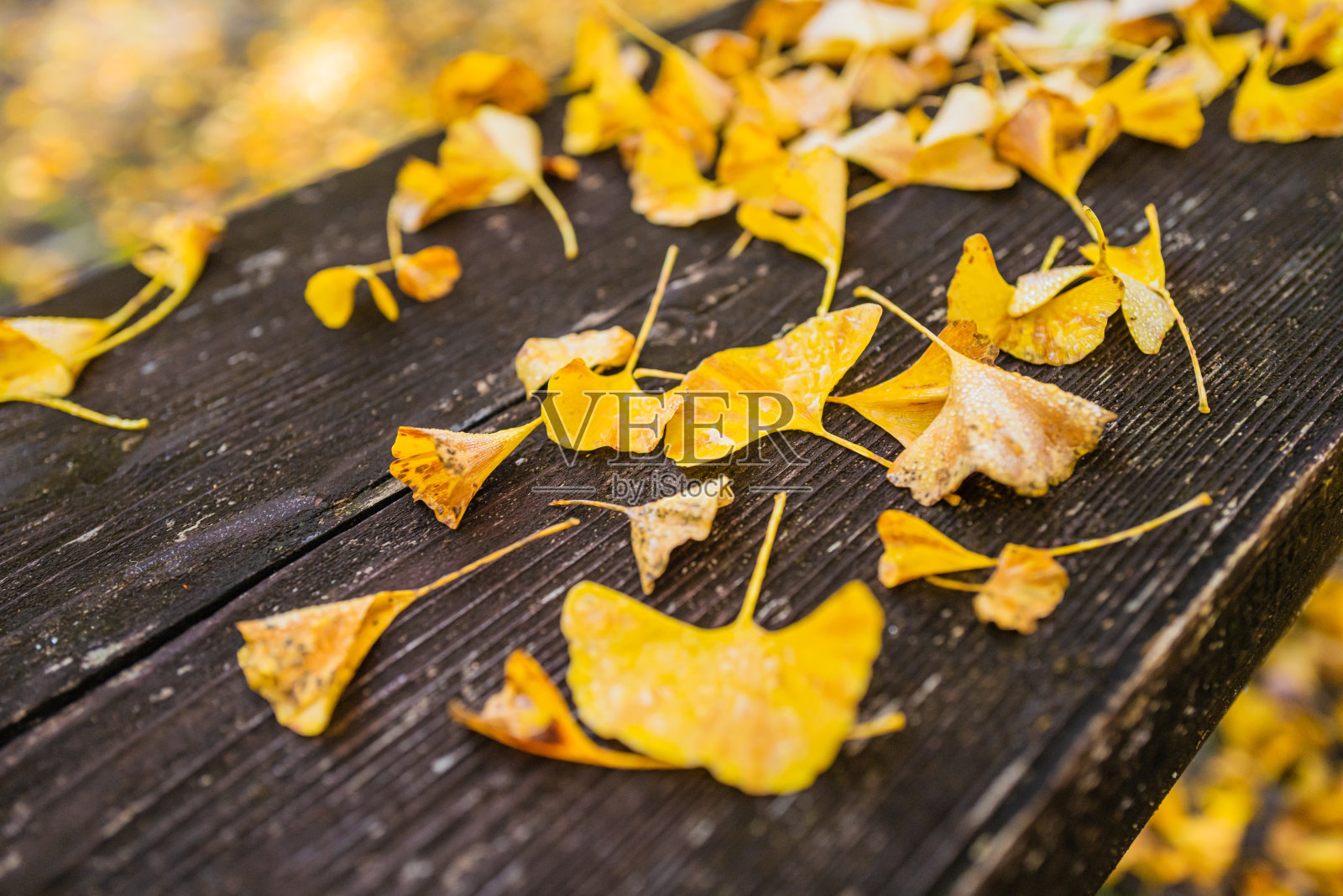 公园里的秋黄银杏树照片摄影图片