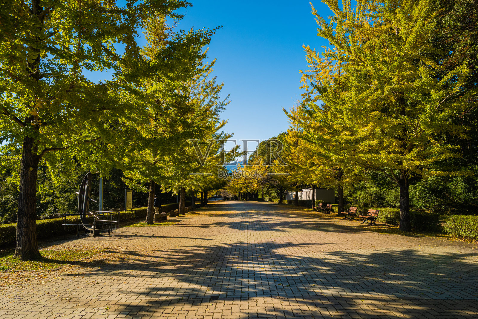 公园里的秋黄银杏树照片摄影图片