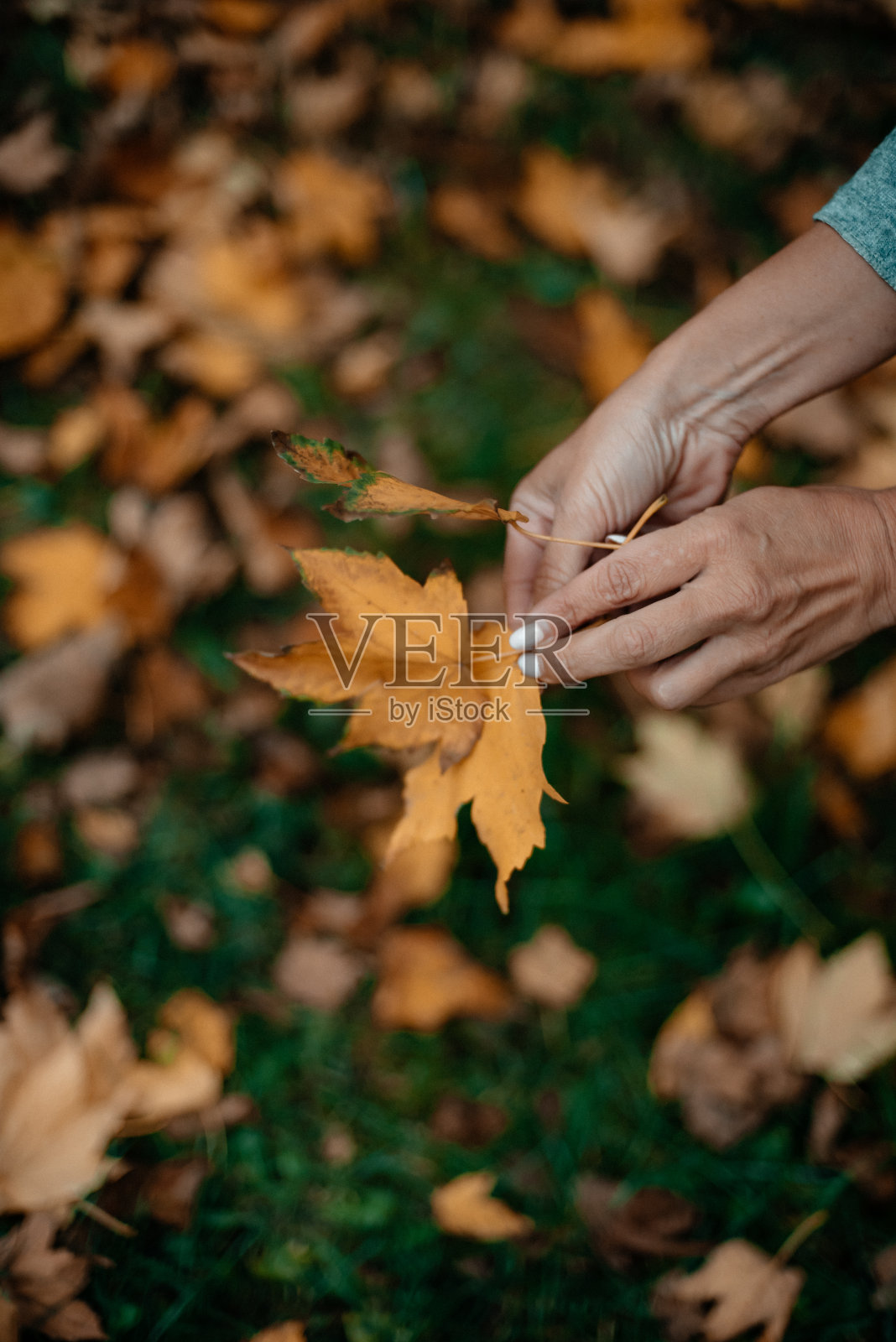 女孩的手握着秋天的树叶。照片摄影图片
