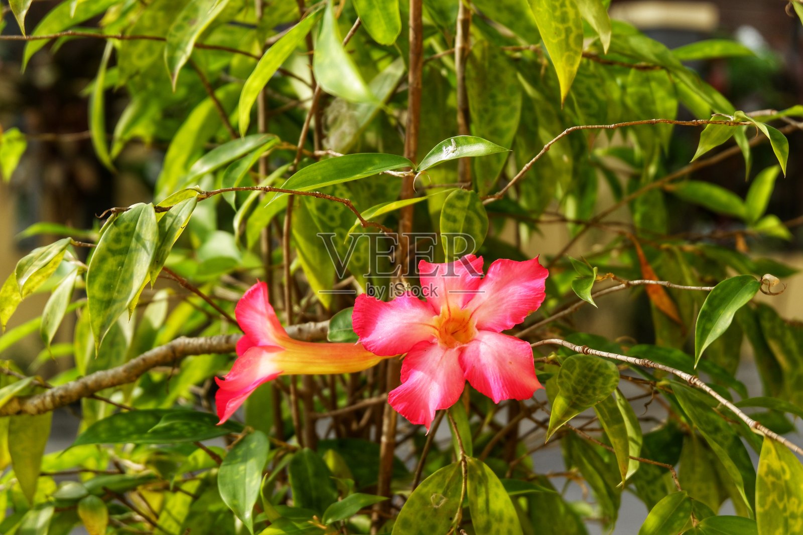 鸡蛋花的美丽。照片摄影图片