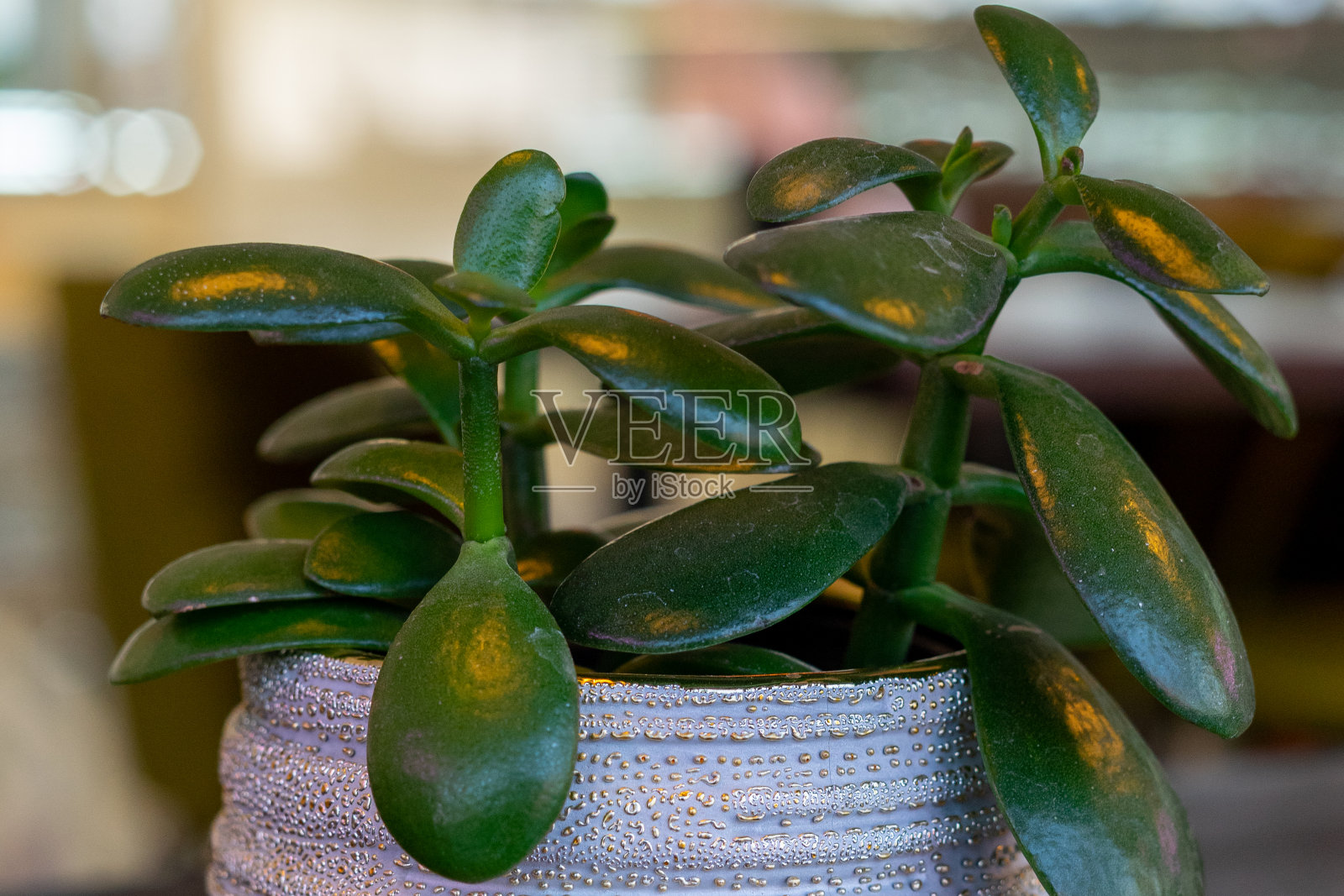 盆栽在桌子上的花盆里。模糊的背景。金钱树照片摄影图片