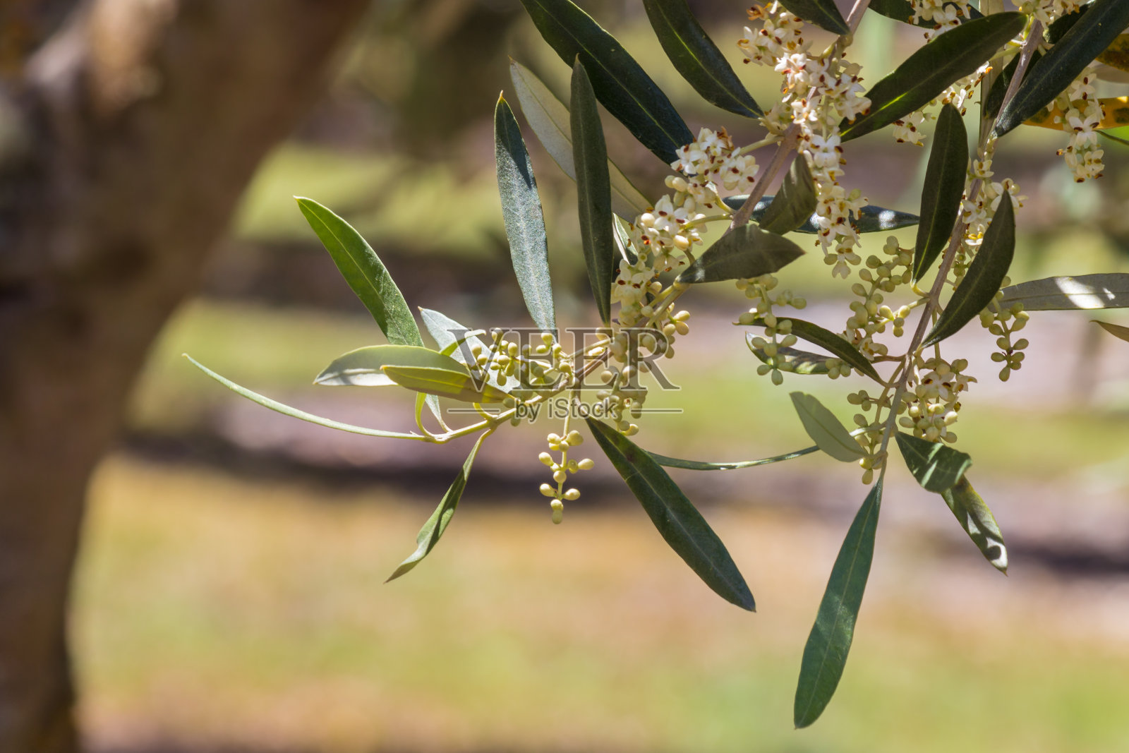 孤立的橄榄枝与橄榄花盛开和模糊的背景照片摄影图片
