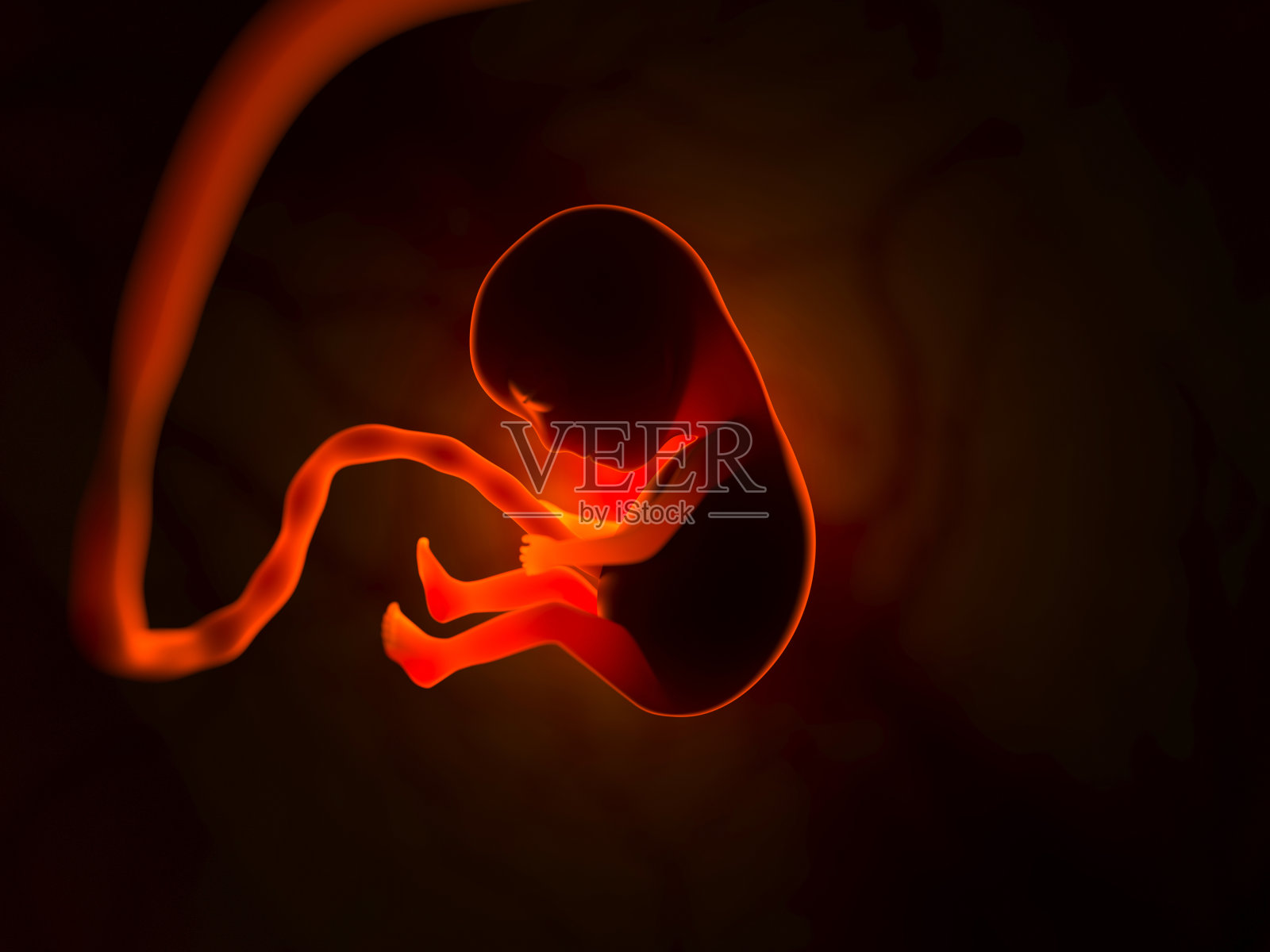 人类胚胎在怀孕期间子宫内的发育小宝贝3d插图照片摄影图片