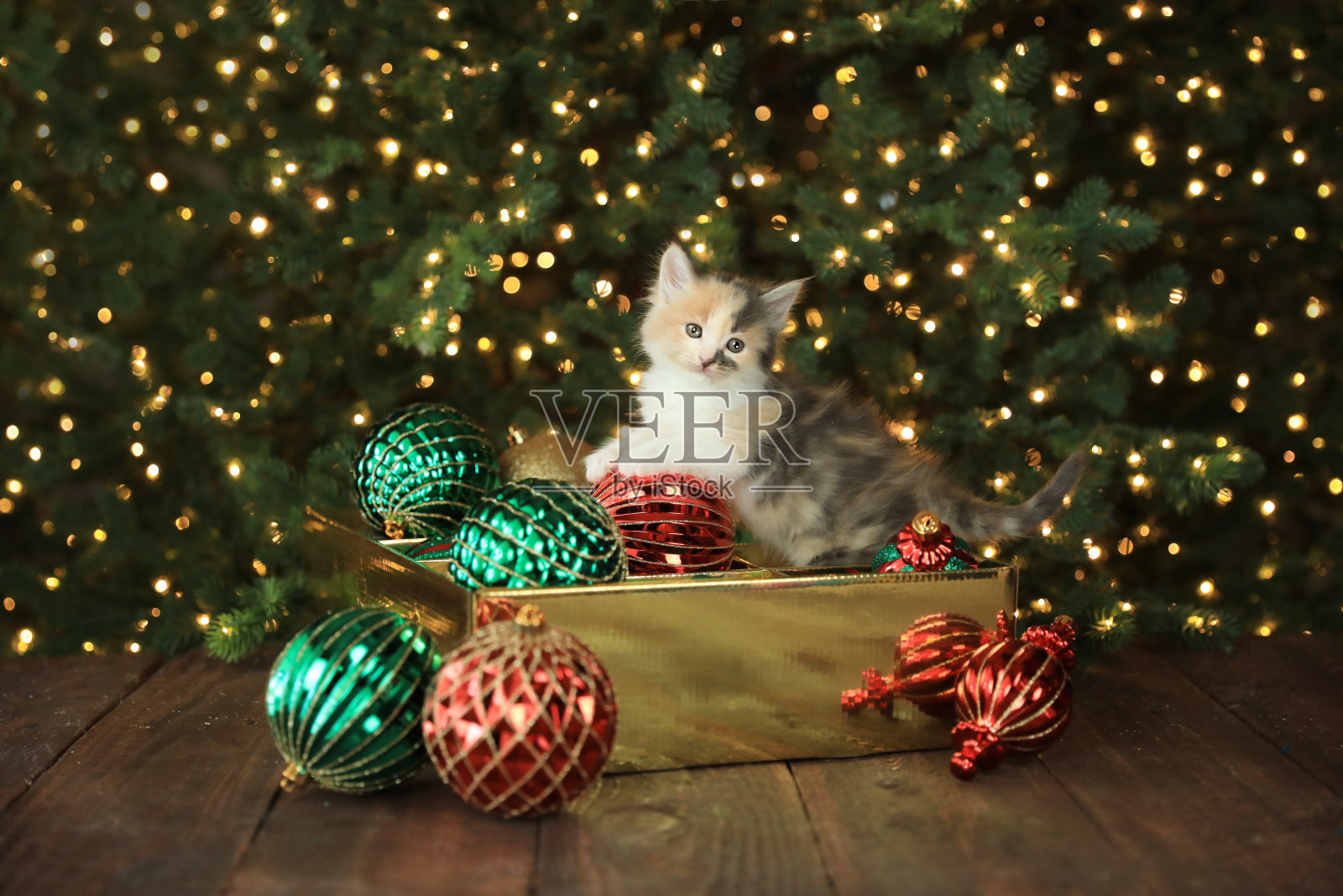 可爱好奇的小猫在圣诞装饰盒照片摄影图片