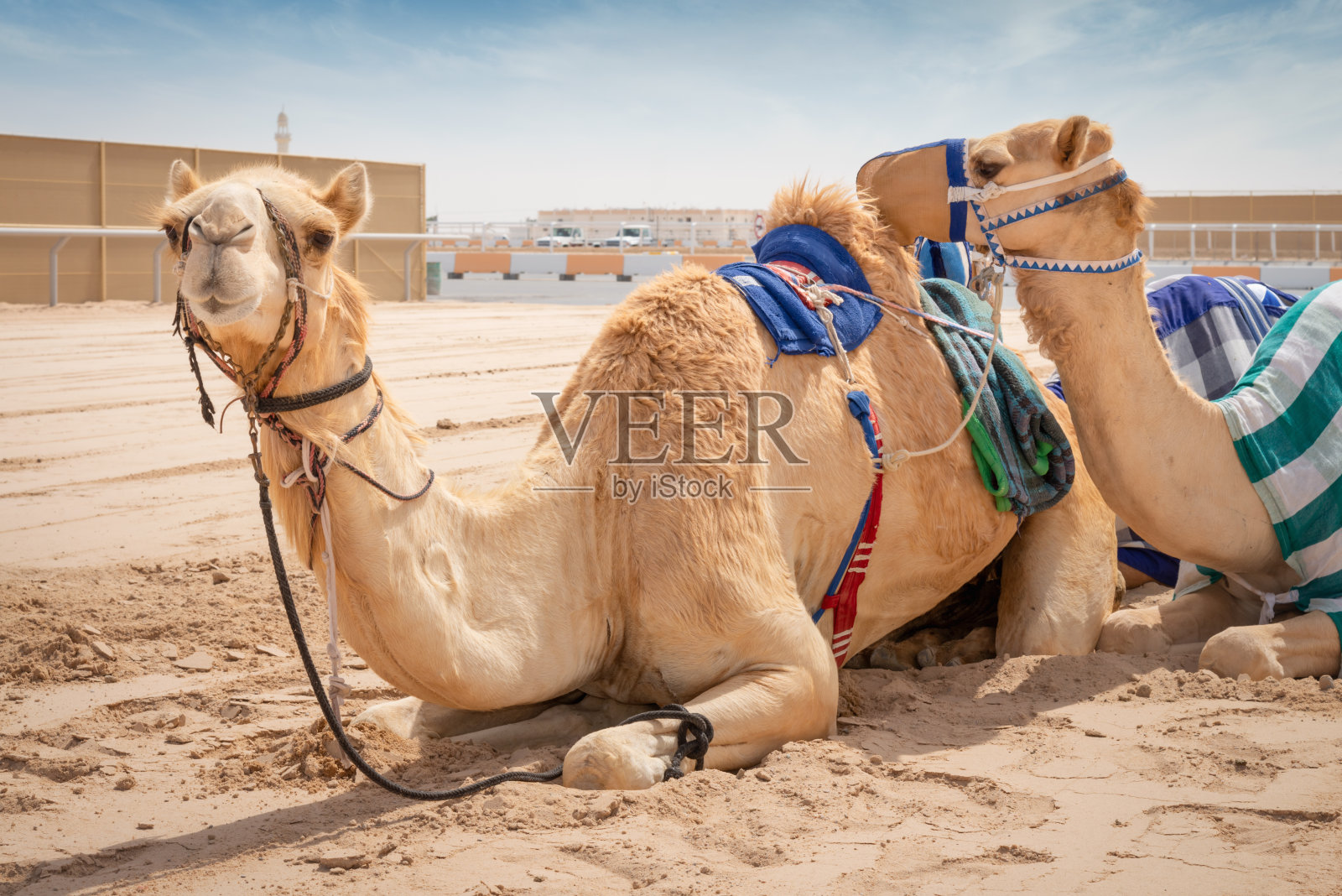 赛骆驼躺在沙地上卡塔尔赛骆驼照片摄影图片