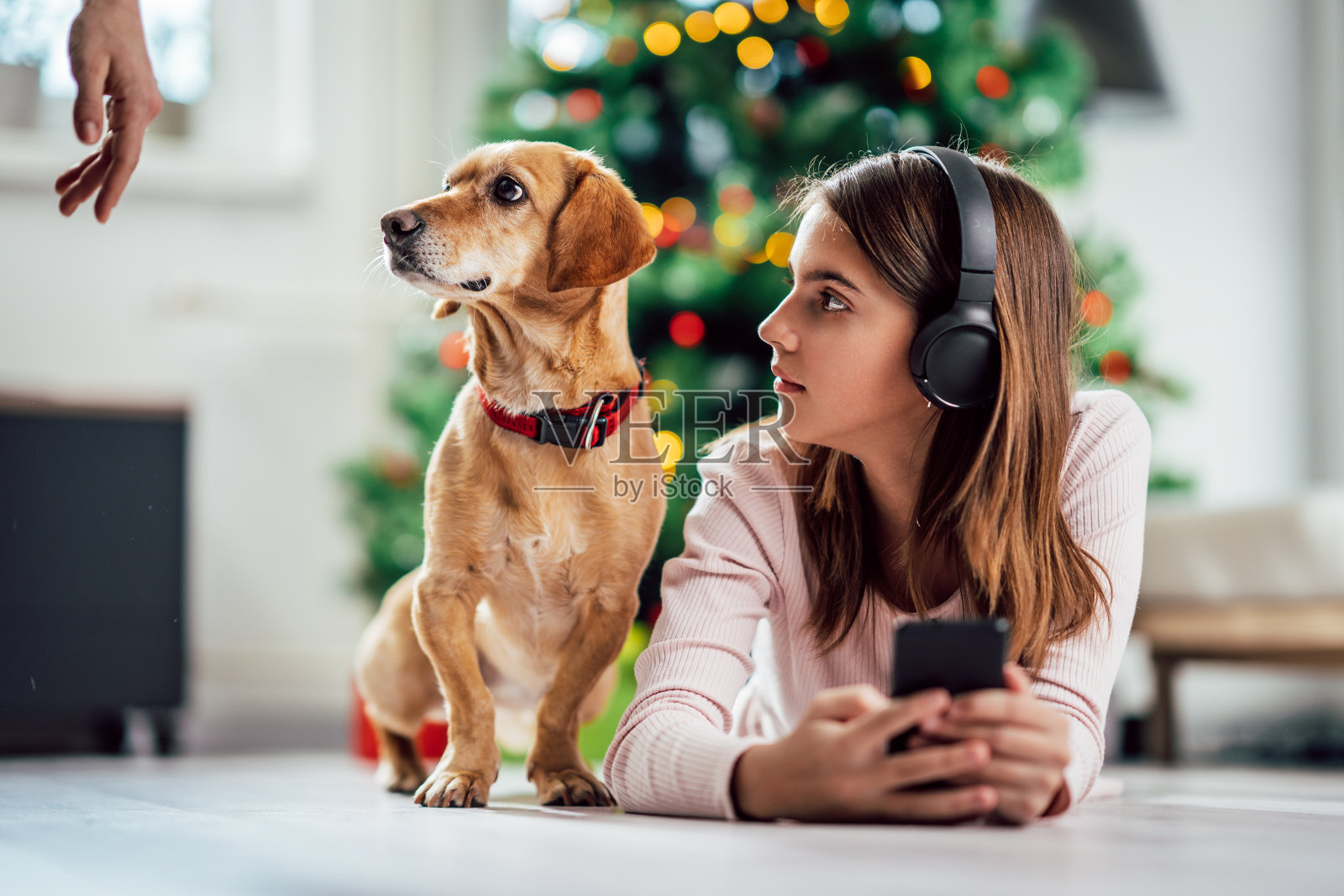 一个戴着耳机的小女孩和她的狗坐在圣诞树前，两人都看向别处照片摄影图片
