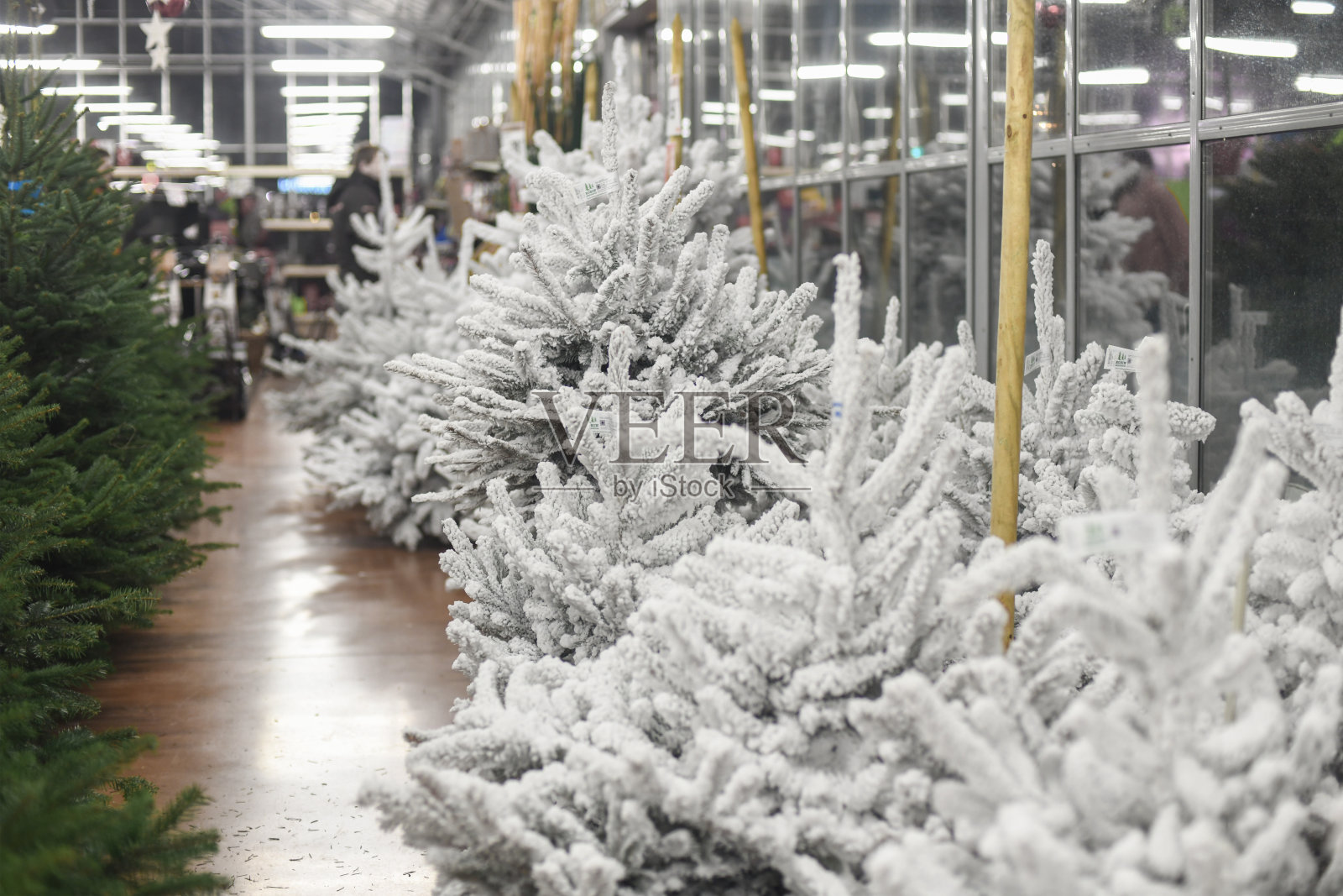 一家商店出售的圣诞树照片摄影图片