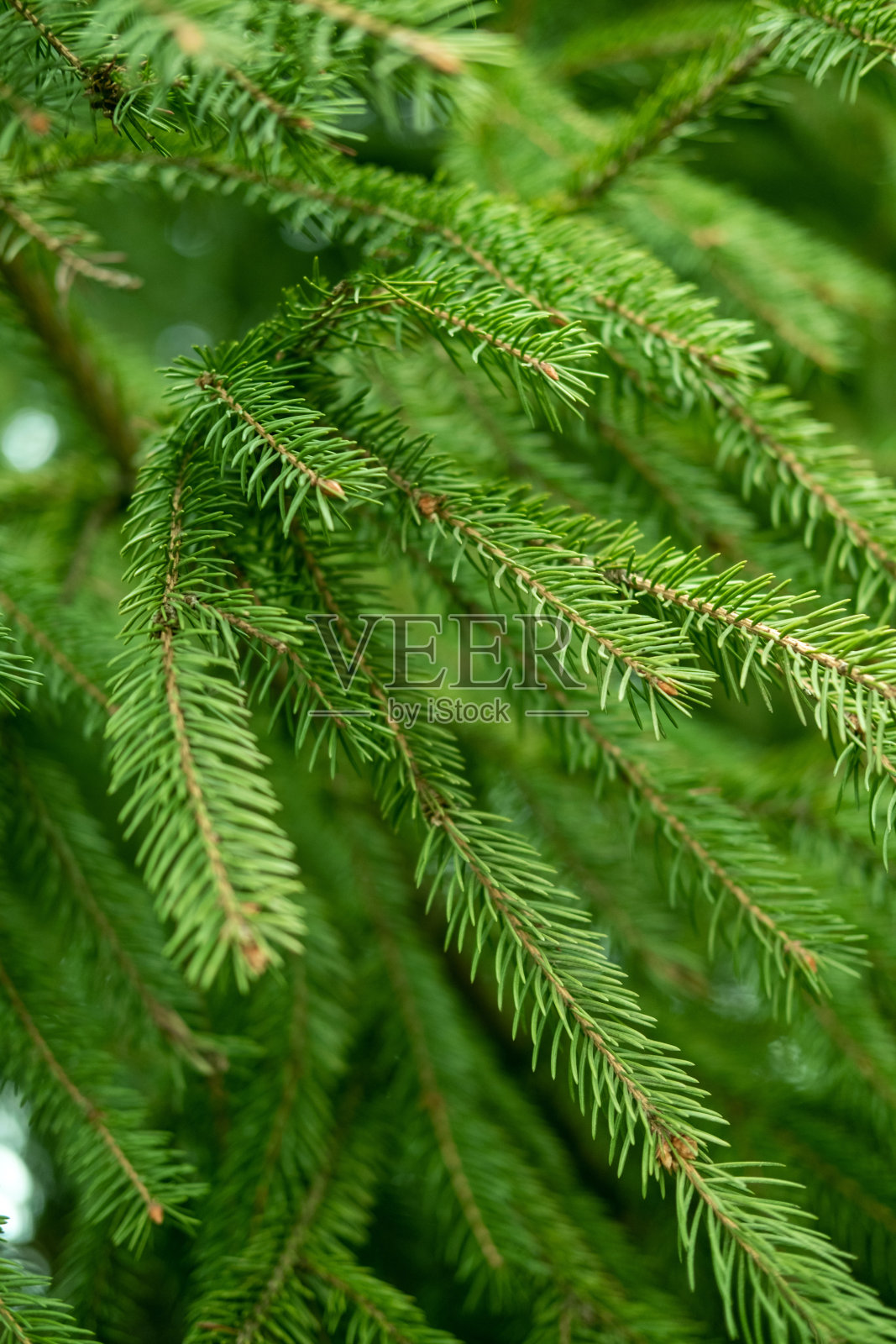 常绿冷杉树的树枝闭合作为圣诞节的背景。照片摄影图片