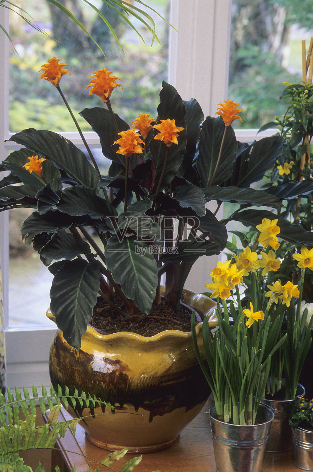 卡拉西娅照片摄影图片