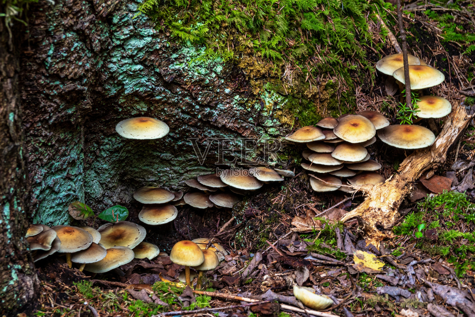 埃本瓦尔德帕特泽尔的蘑菇，紫杉森林帕特泽尔，德国巴伐利亚照片摄影图片