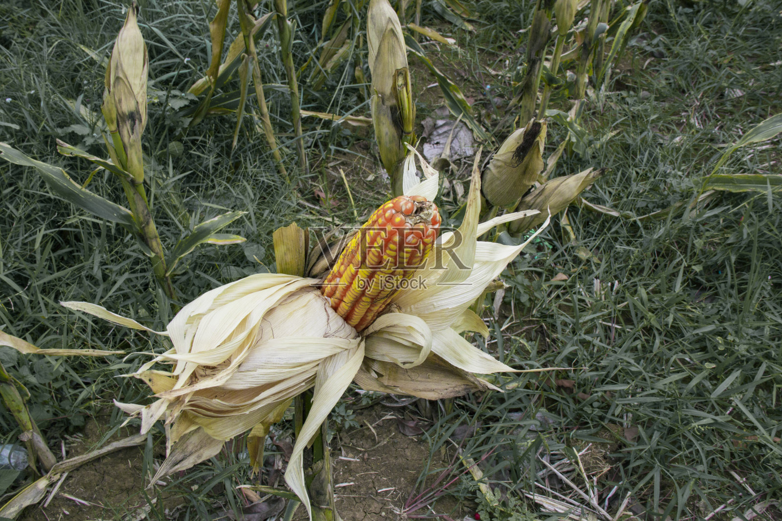 选择性聚焦玉米照片摄影图片