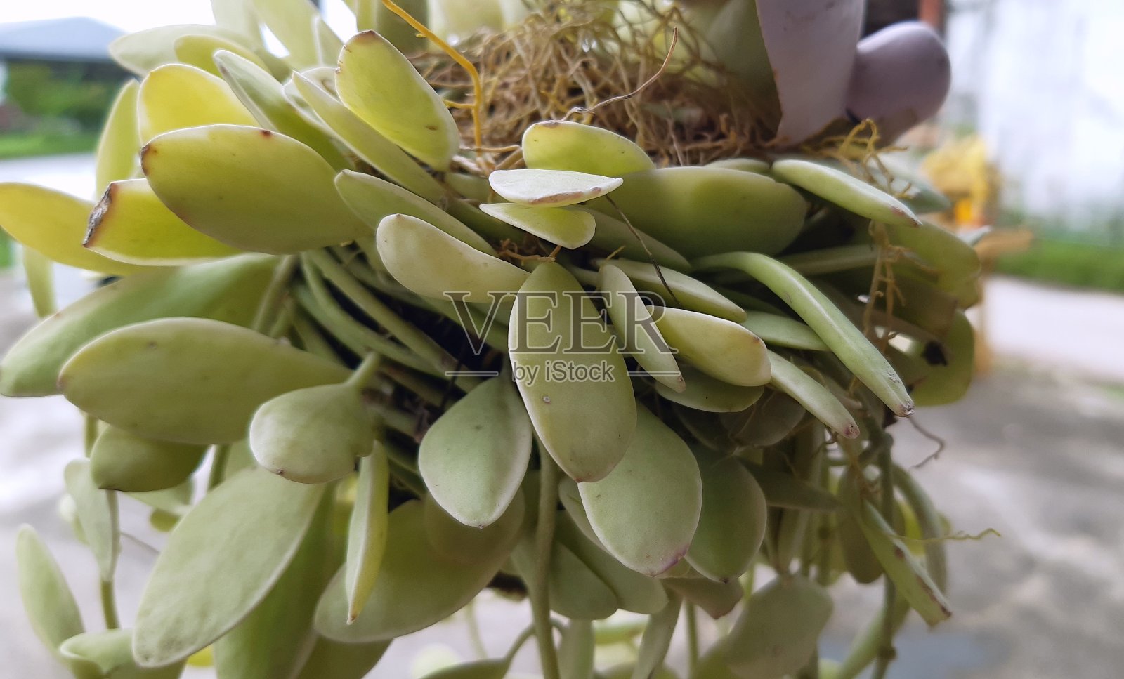 泰国的白钻石树。照片摄影图片