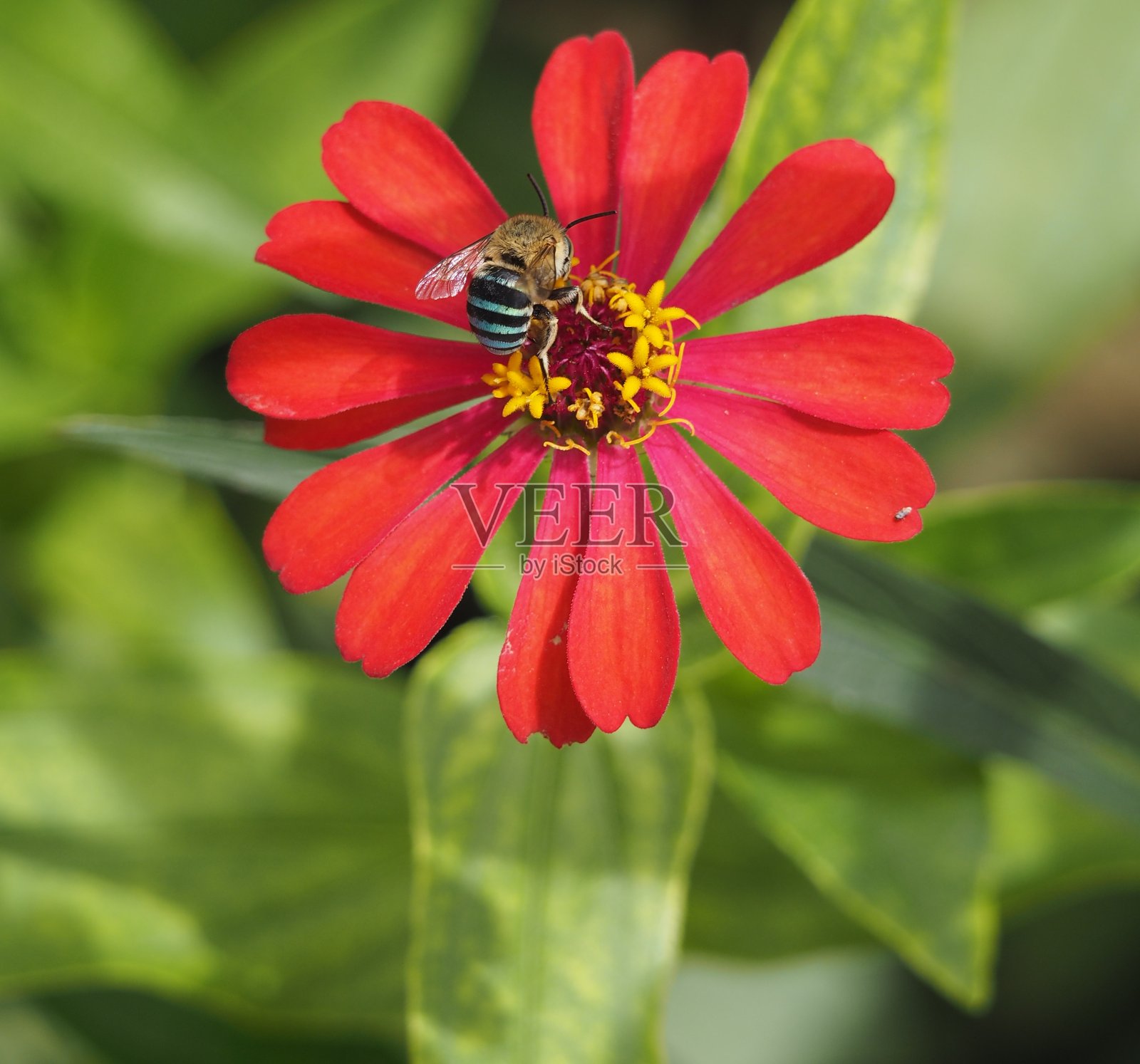 蜜蜂和红花照片摄影图片
