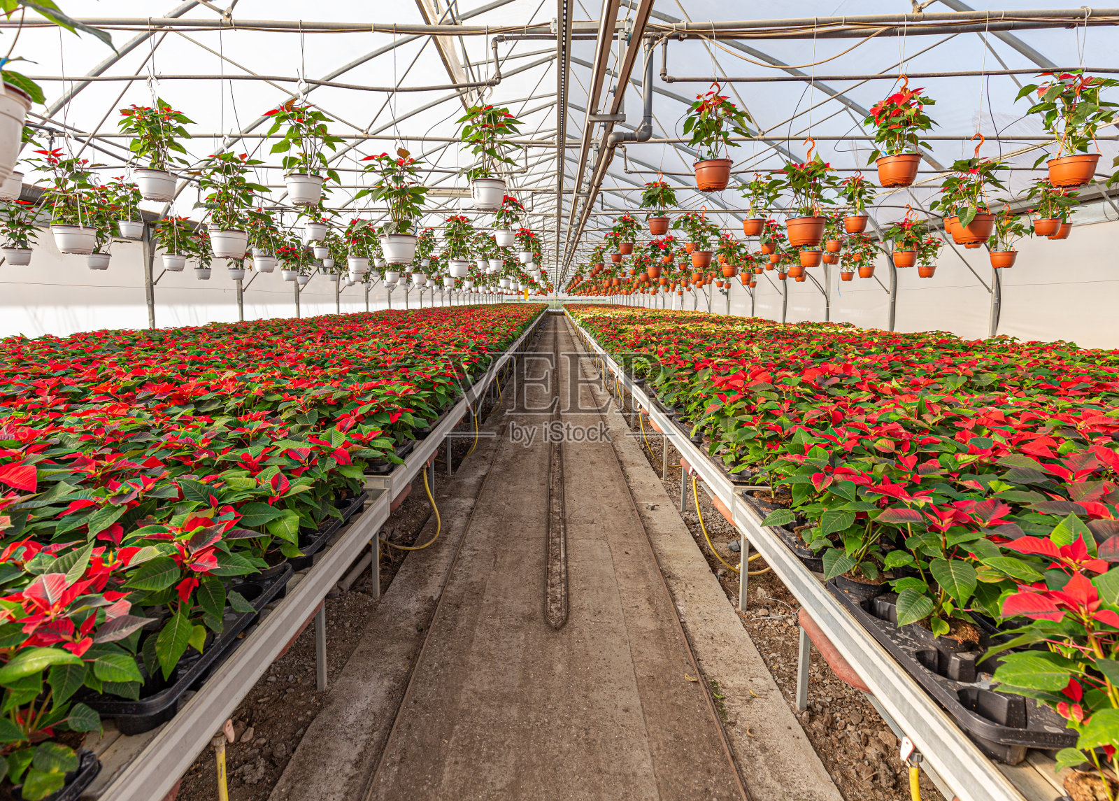 温室里的一品红照片摄影图片