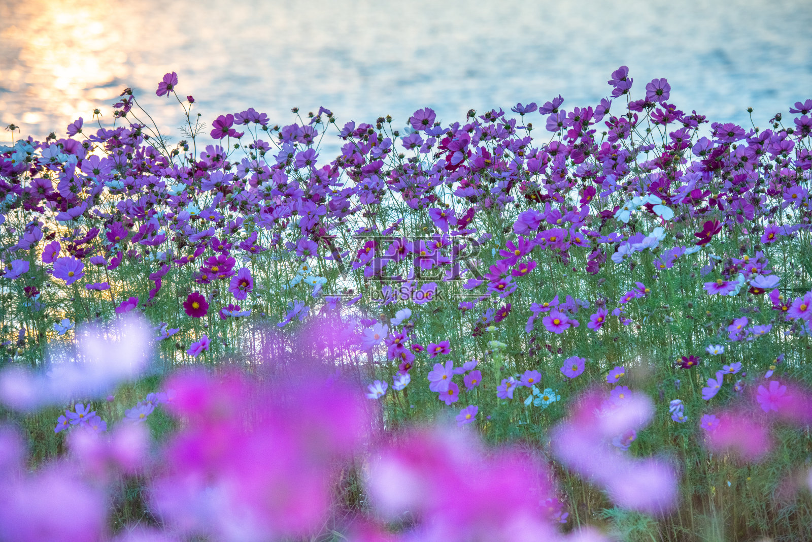 美丽的秋天樱花在夕阳下闪闪发光照片摄影图片