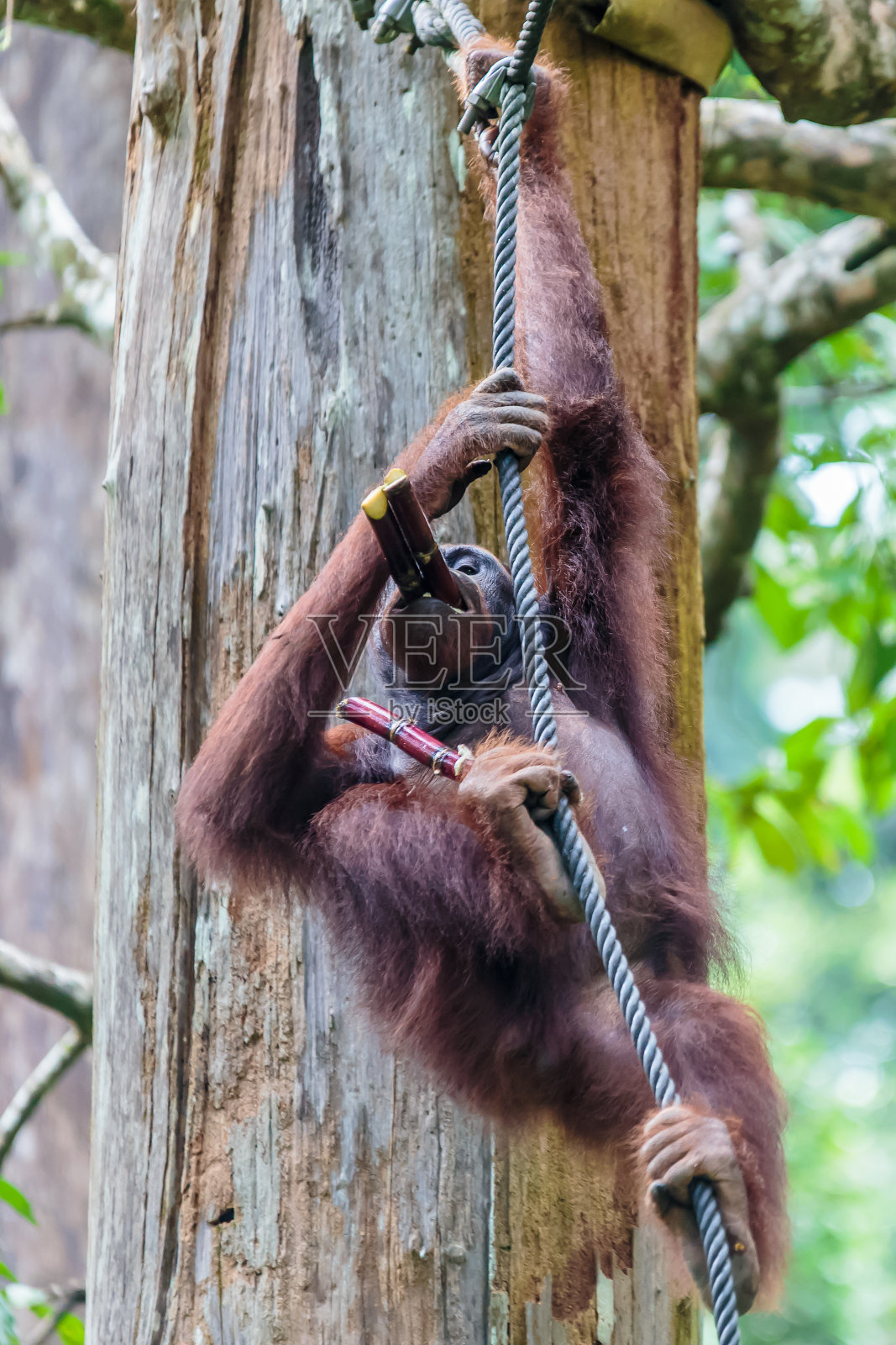 猩猩或庞戈·皮格迈厄斯照片摄影图片