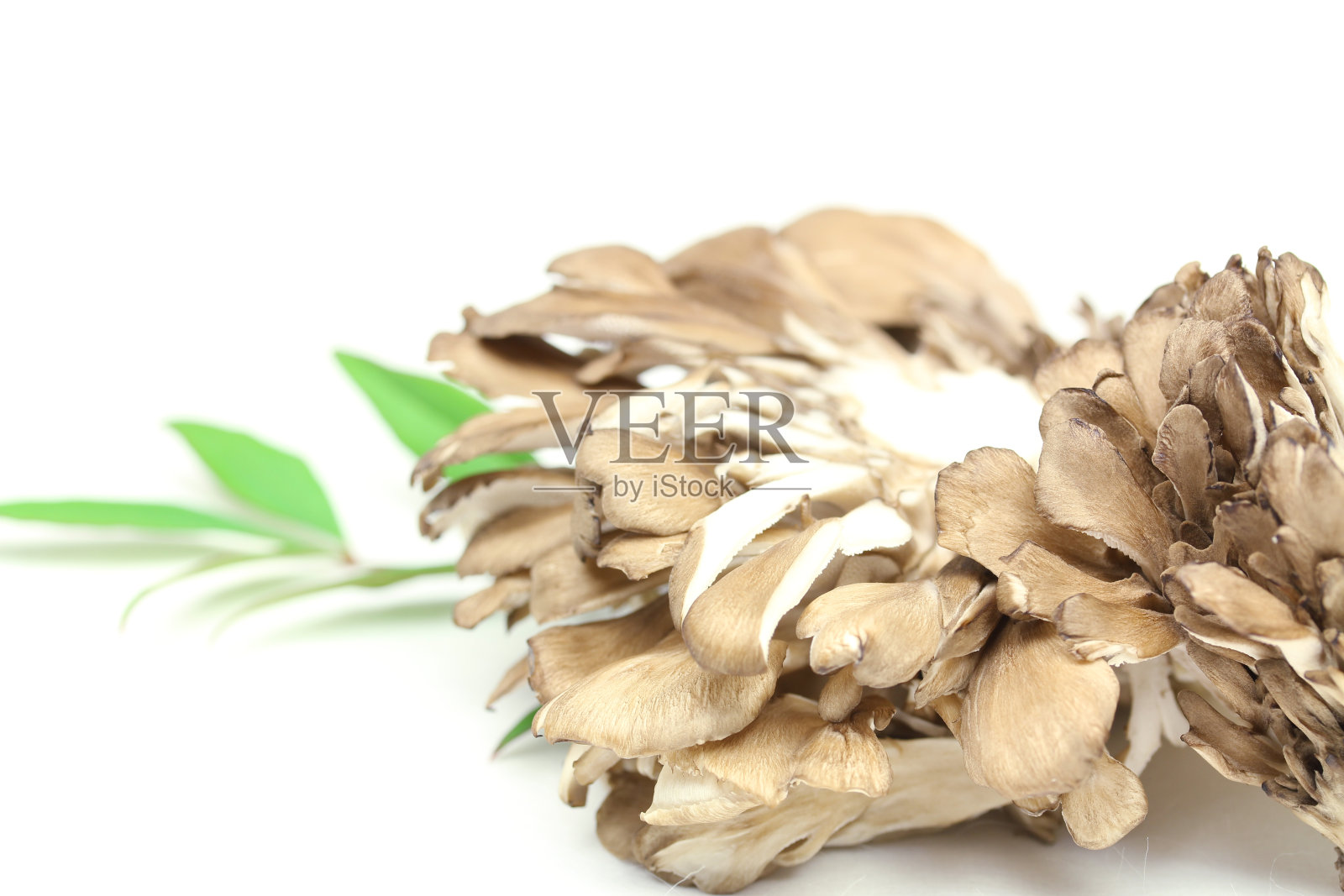 舞茸蘑菇照片摄影图片