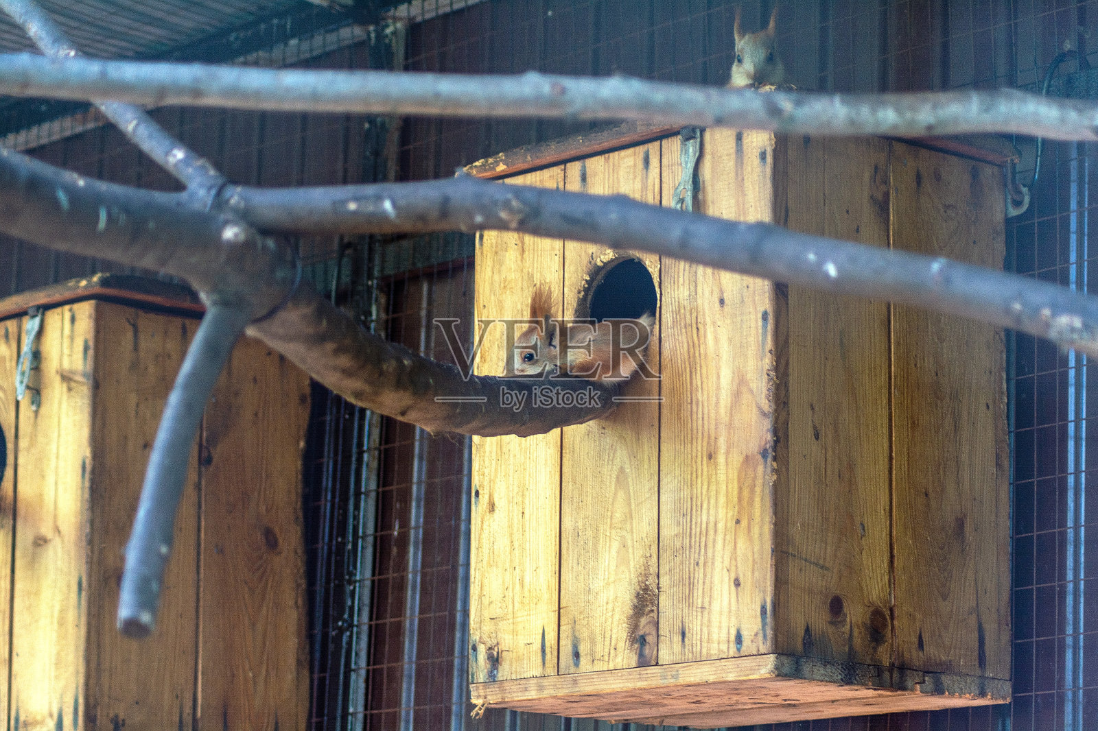 动物园里两只可爱的松鼠在他们的房子旁边休息。照片摄影图片