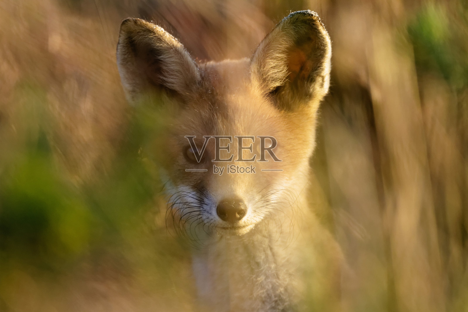 红狐狸幼崽躲在茂密的草丛中照片摄影图片