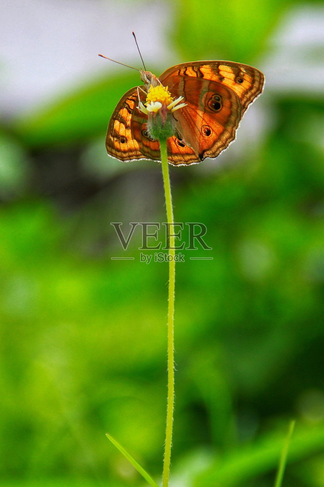 鳞翅目昆虫的特写镜头照片摄影图片