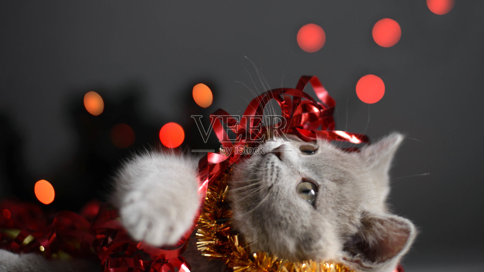 圣诞节的猫。一只好奇有趣的小灰猫在节日的背景下玩圣诞彩灯和玩具。可爱的宠物猫，情人节和圣诞卡片。照片摄影图片