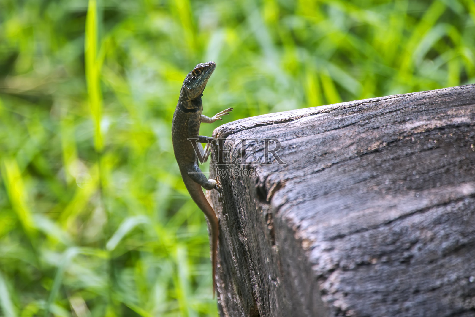 亚马逊熔岩蜥蜴拍摄于圣埃斯皮里托省的卡乔埃罗·德·伊塔佩米尔县的布拉拉马。照片摄影图片
