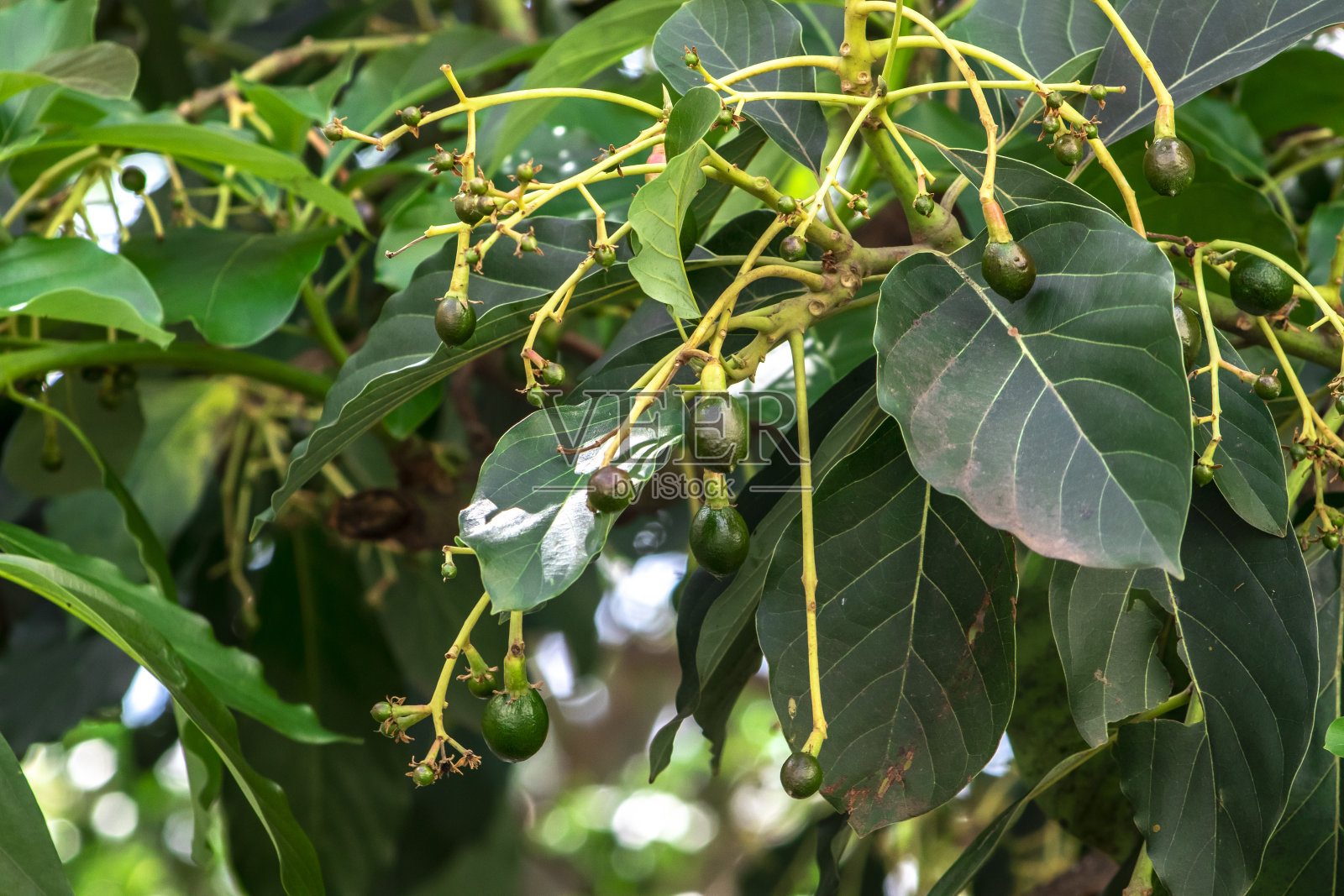 含苞待放的鳄梨树，树上的幼果，果座鳄梨树照片摄影图片