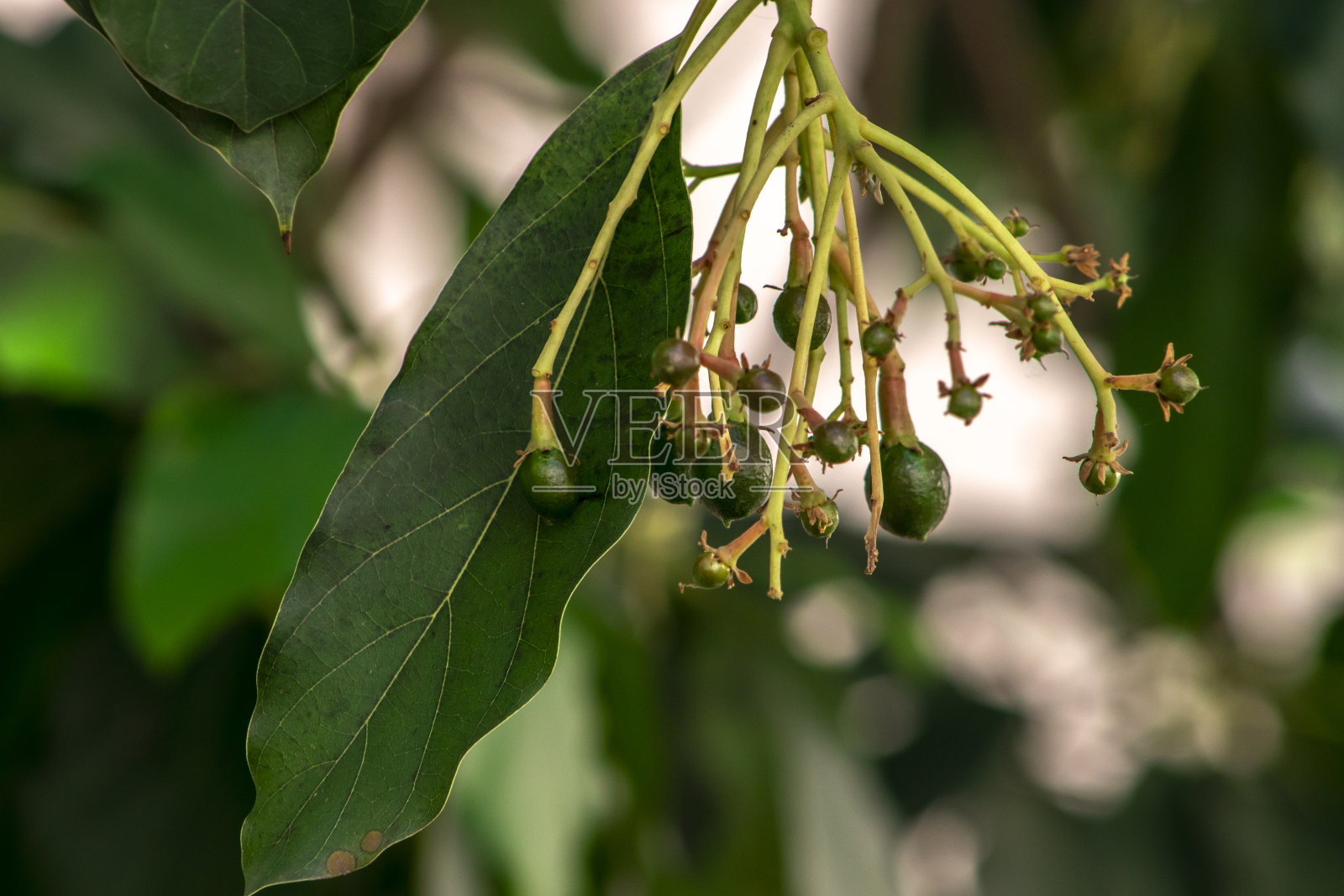 含苞待放的鳄梨树，树上的幼果，果座鳄梨树照片摄影图片