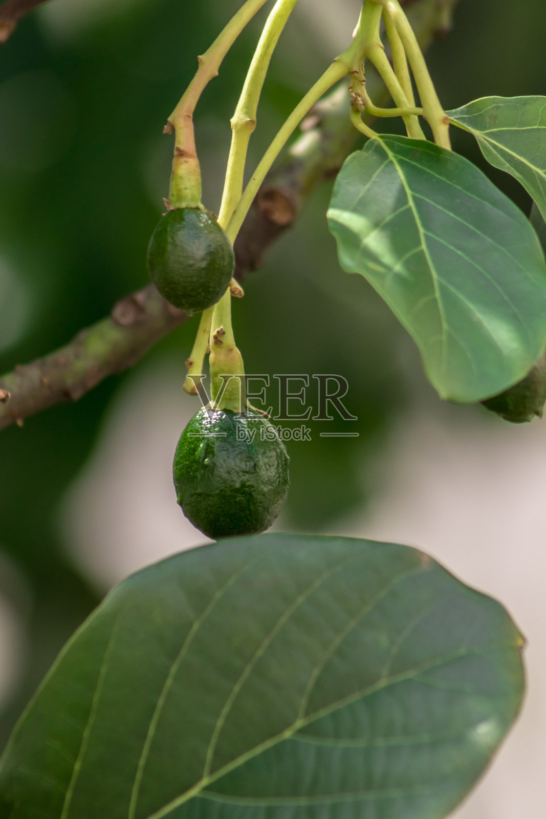 含苞待放的鳄梨树，树上的幼果，果座鳄梨树照片摄影图片