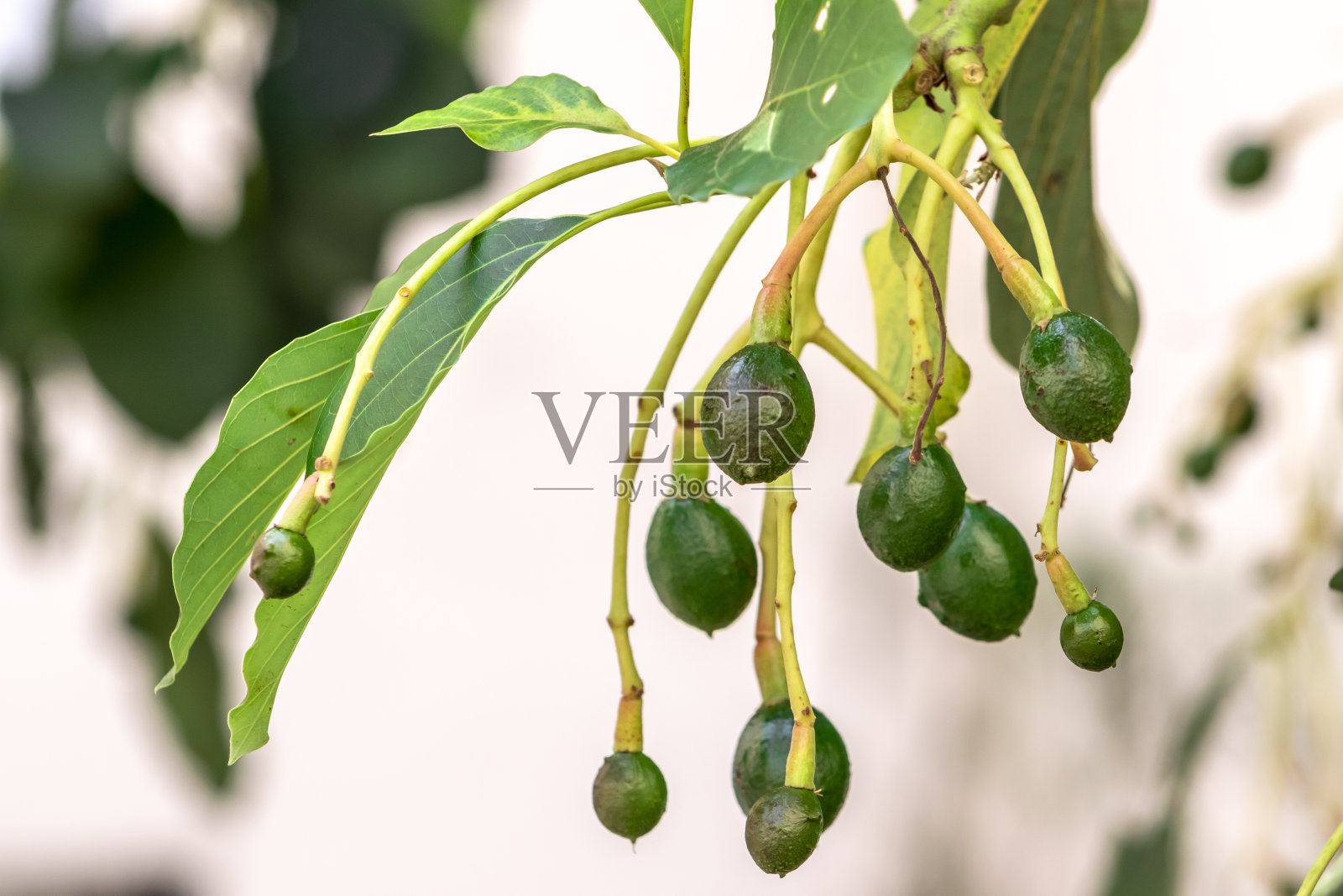 含苞待放的鳄梨树，树上的幼果，果座鳄梨树照片摄影图片