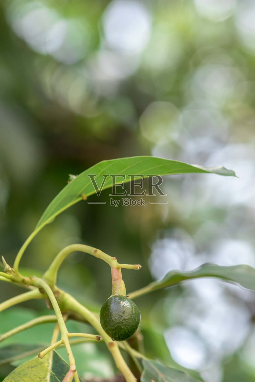含苞待放的鳄梨树，树上的幼果，果座鳄梨树照片摄影图片
