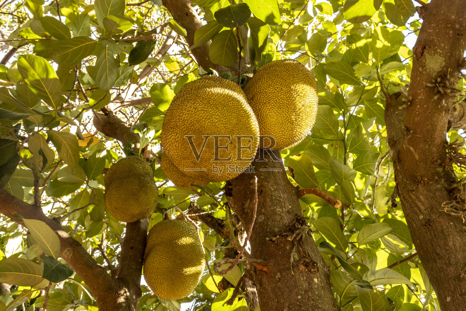 菠萝蜜挂在热带果园的树上照片摄影图片