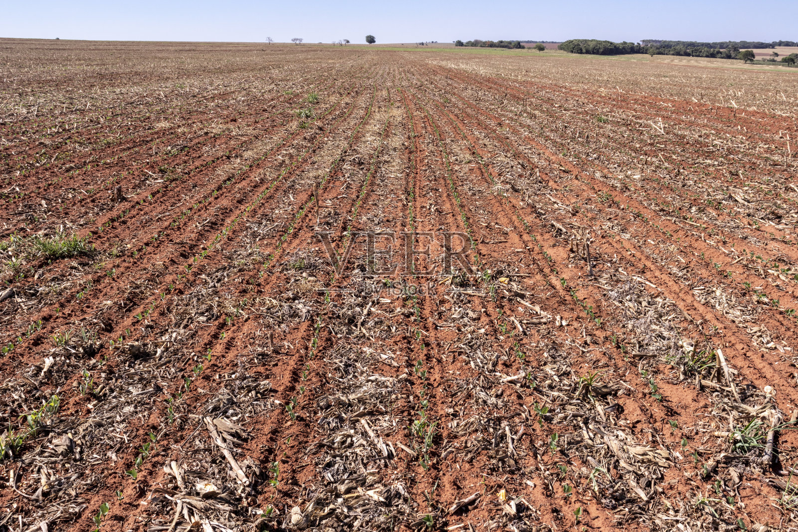 绿色大豆植物的叶片在耕作的田地照片摄影图片